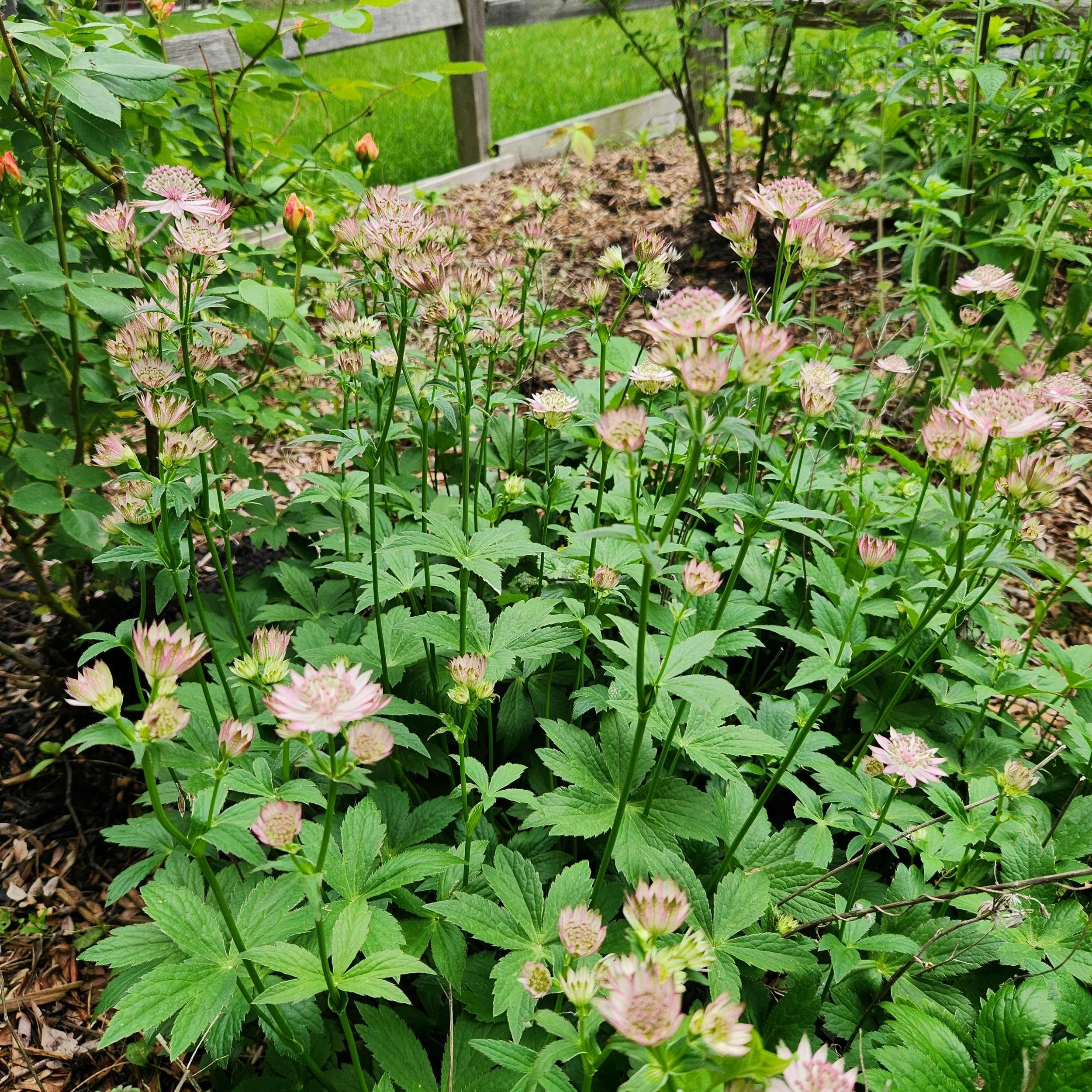 astrantia 2025.jpg