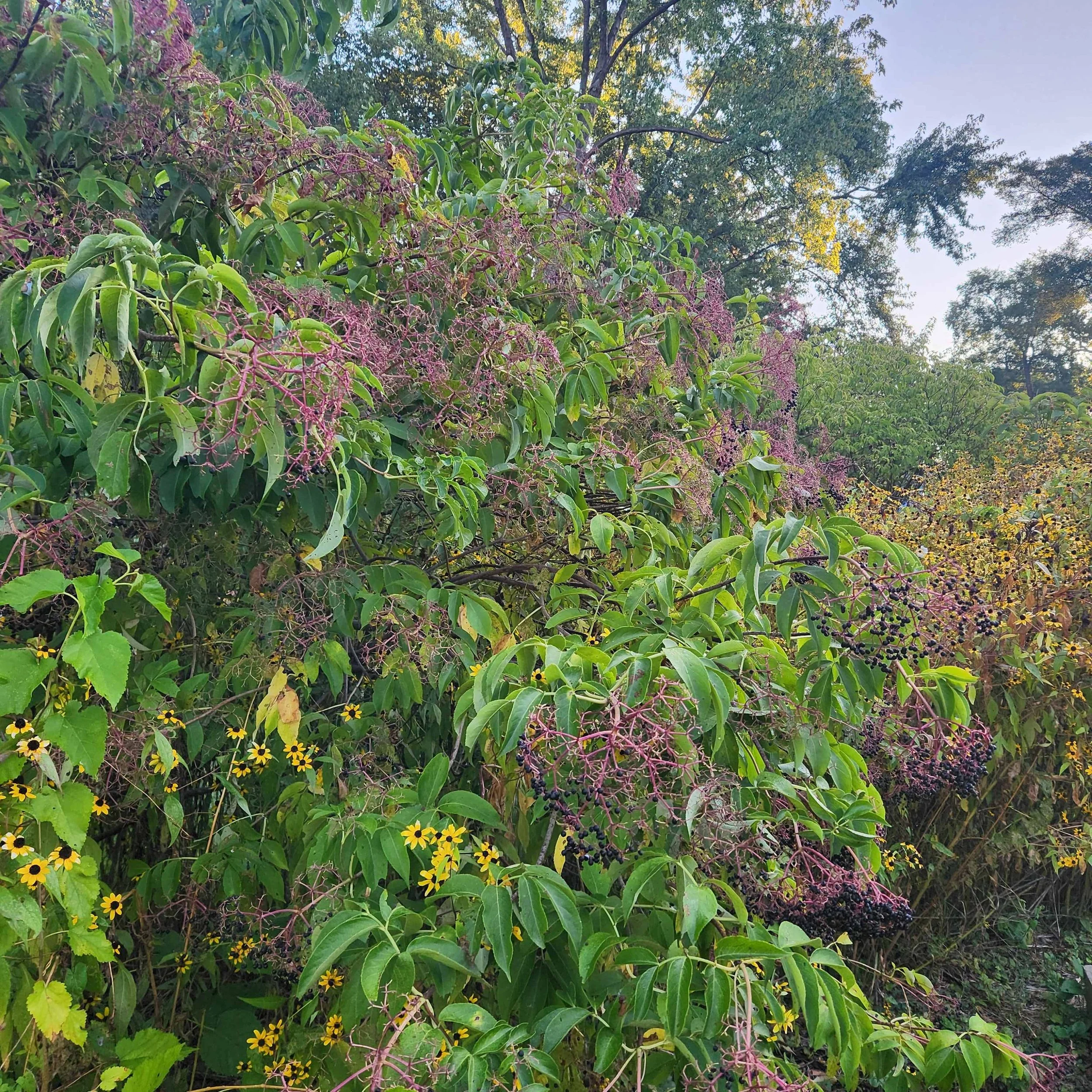 Sambucus canadensis, American Elderberry, Shrub, Gallon Pot