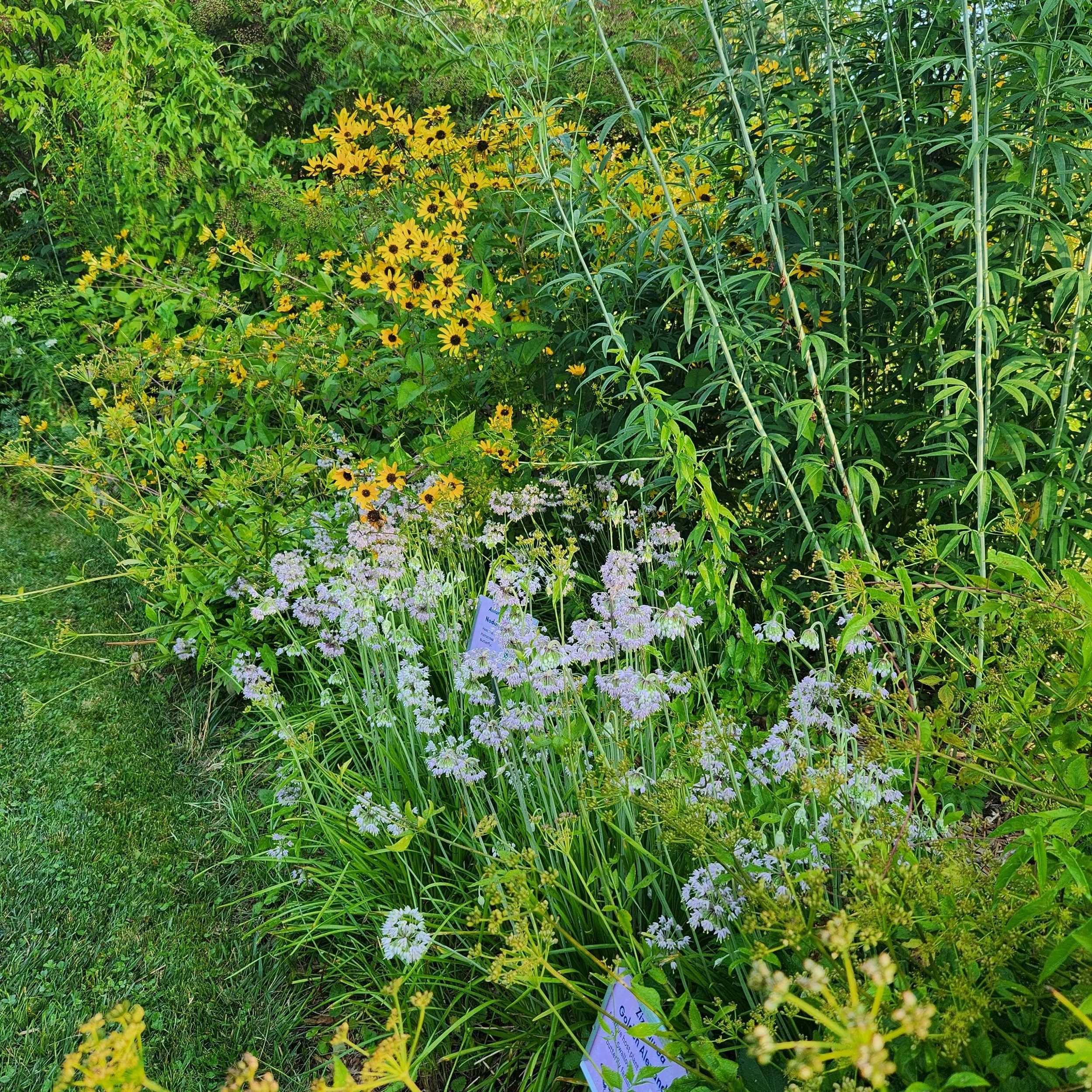 nodding onion false sf 2024.jpg