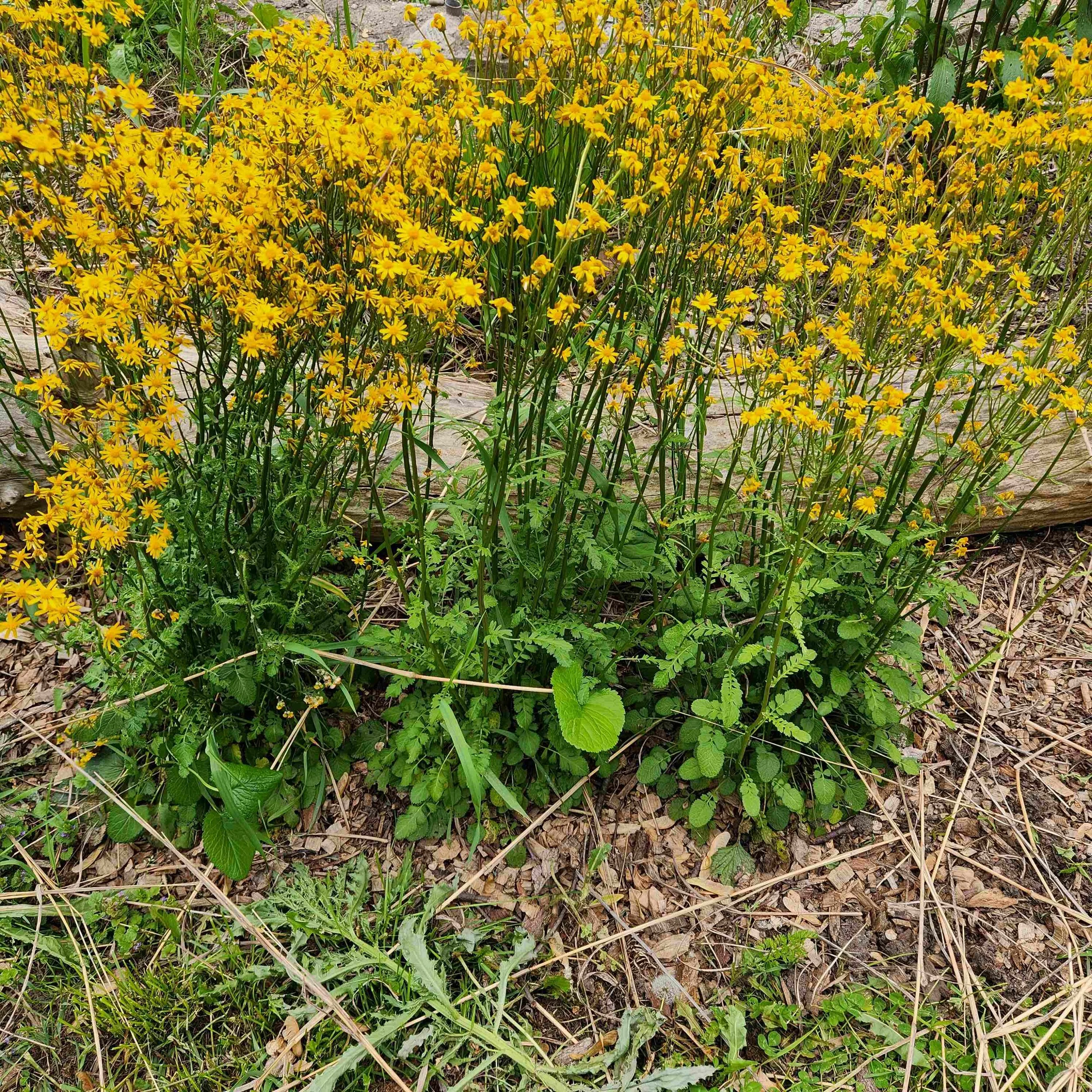 golden ragwort 2025.jpg