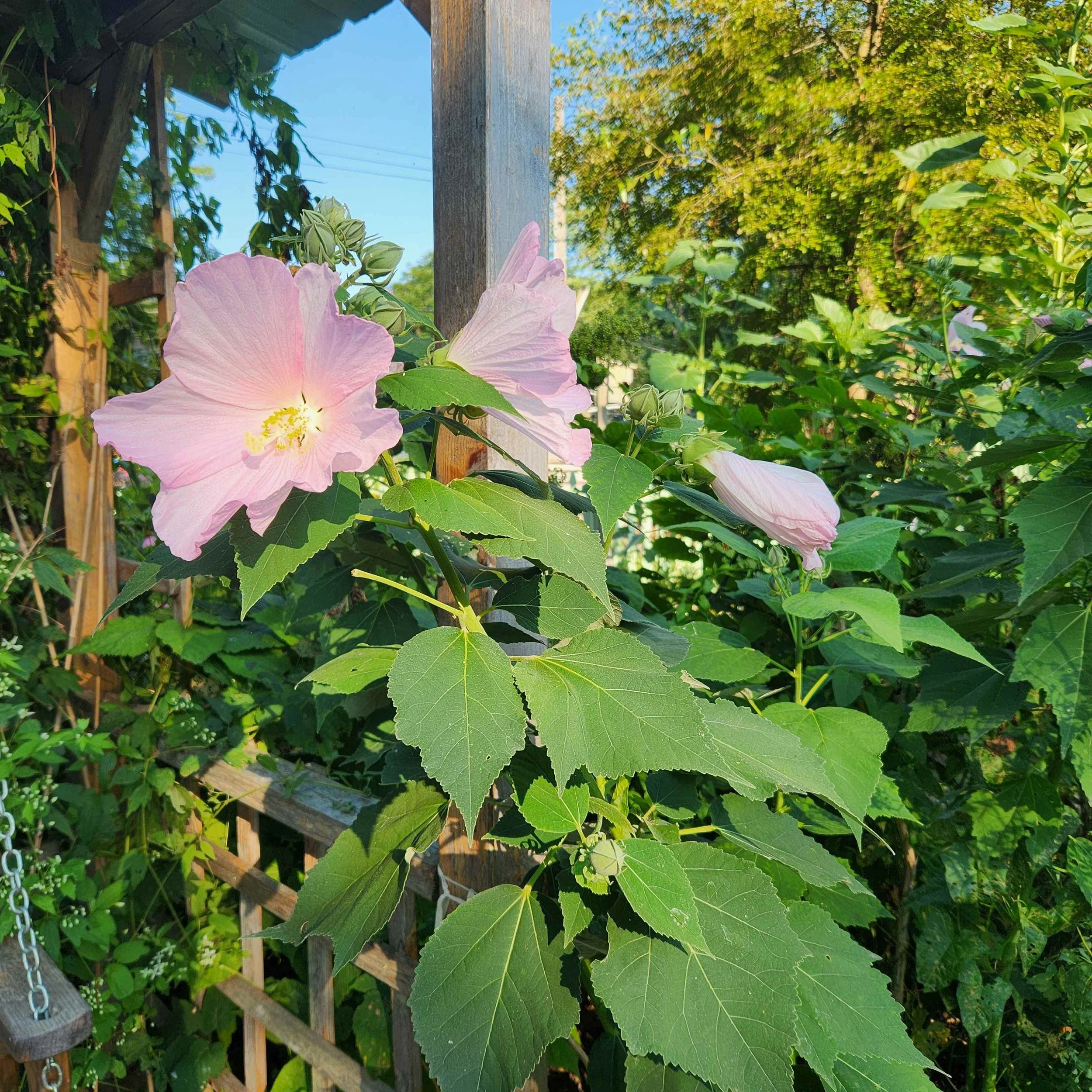 hibiscus2 2025.jpg
