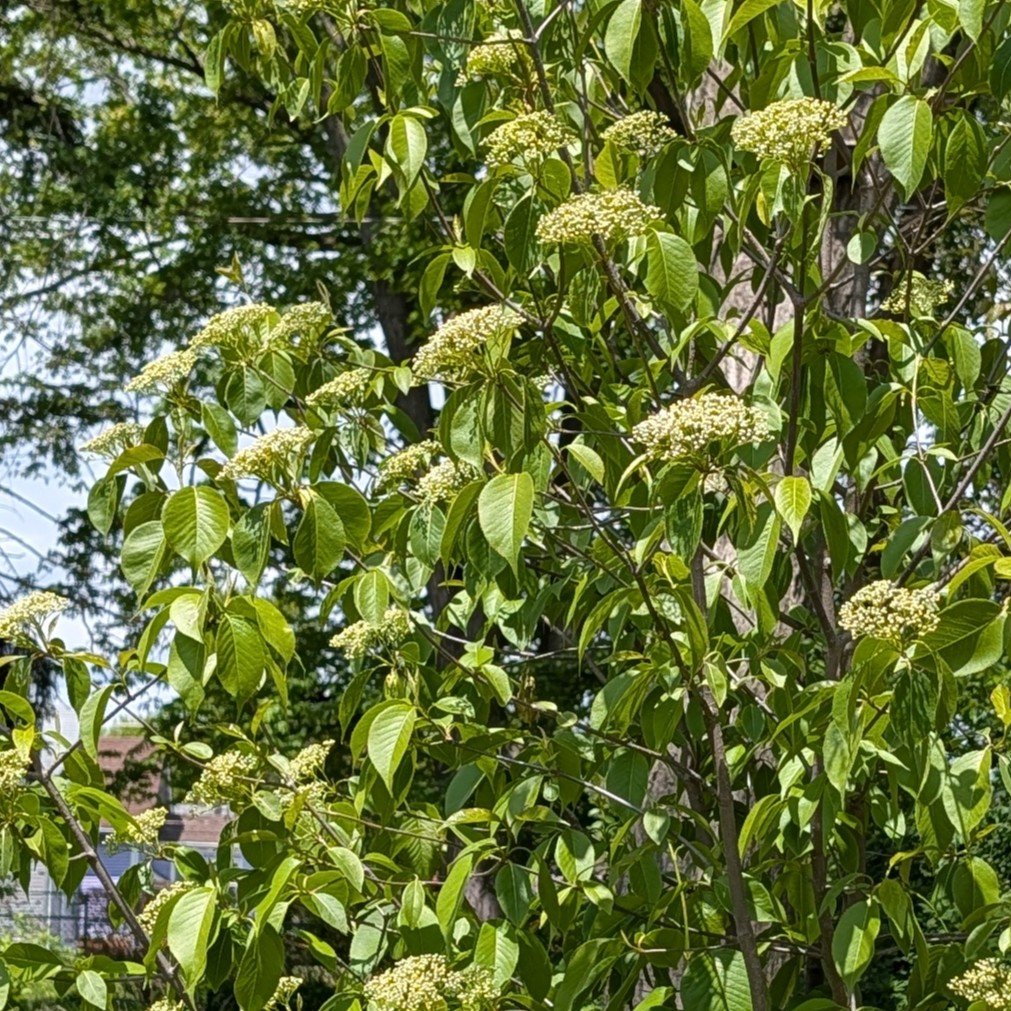 nannyberry in bloom mid may 2026.jpg