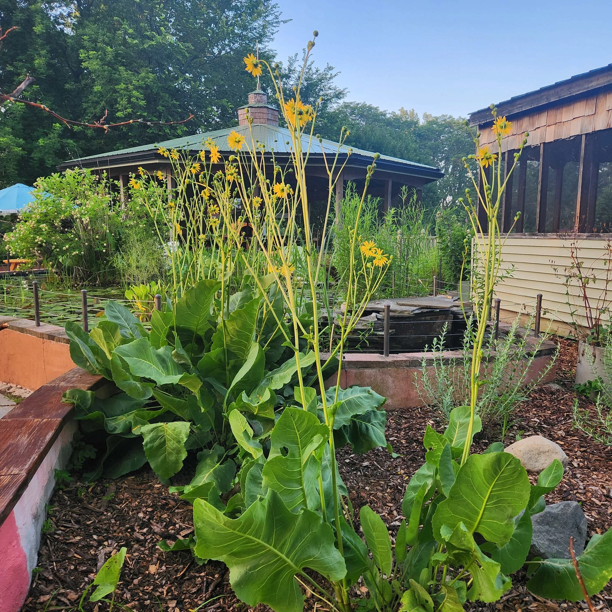 prairie dock 2025.jpg