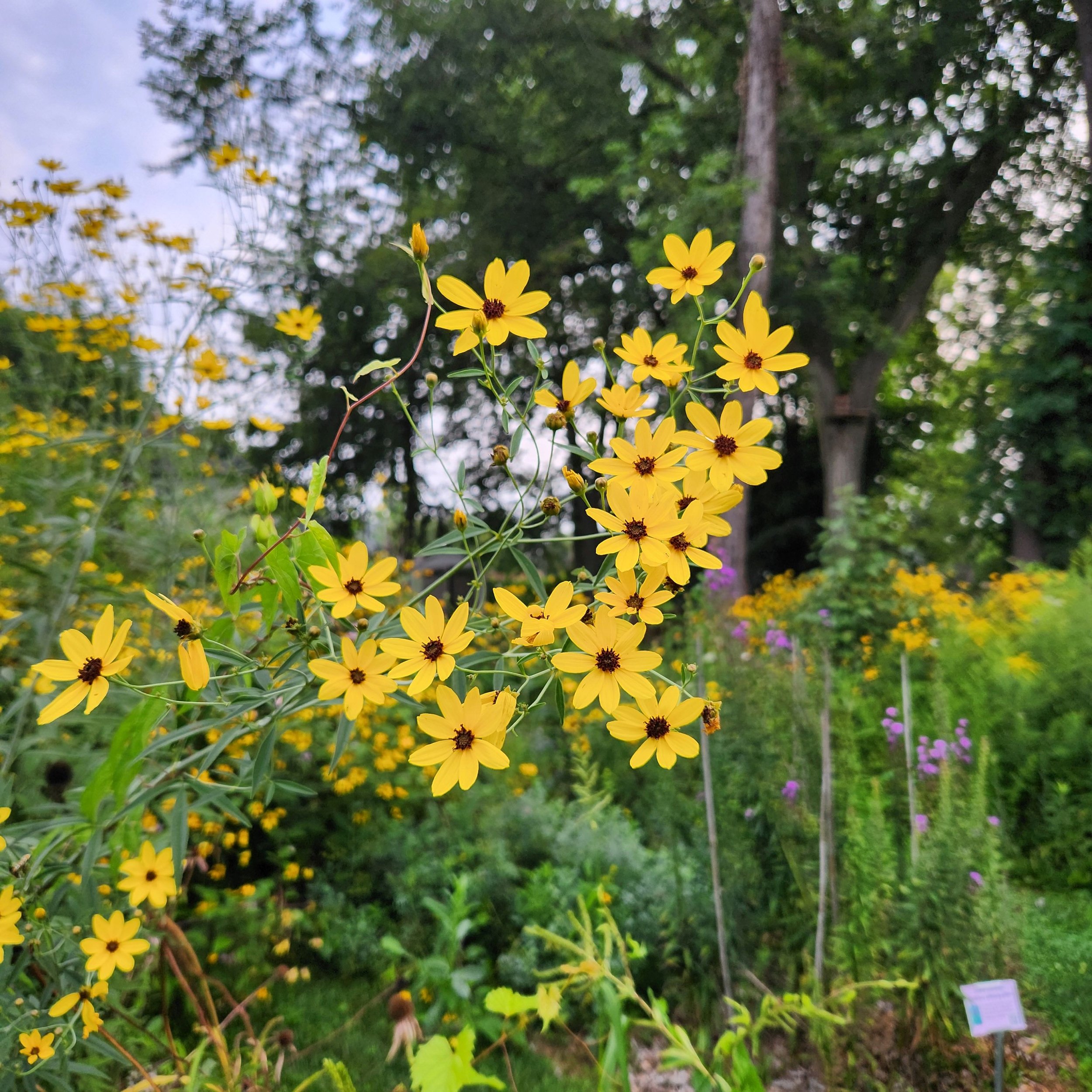 coreopsis2 2024.jpg