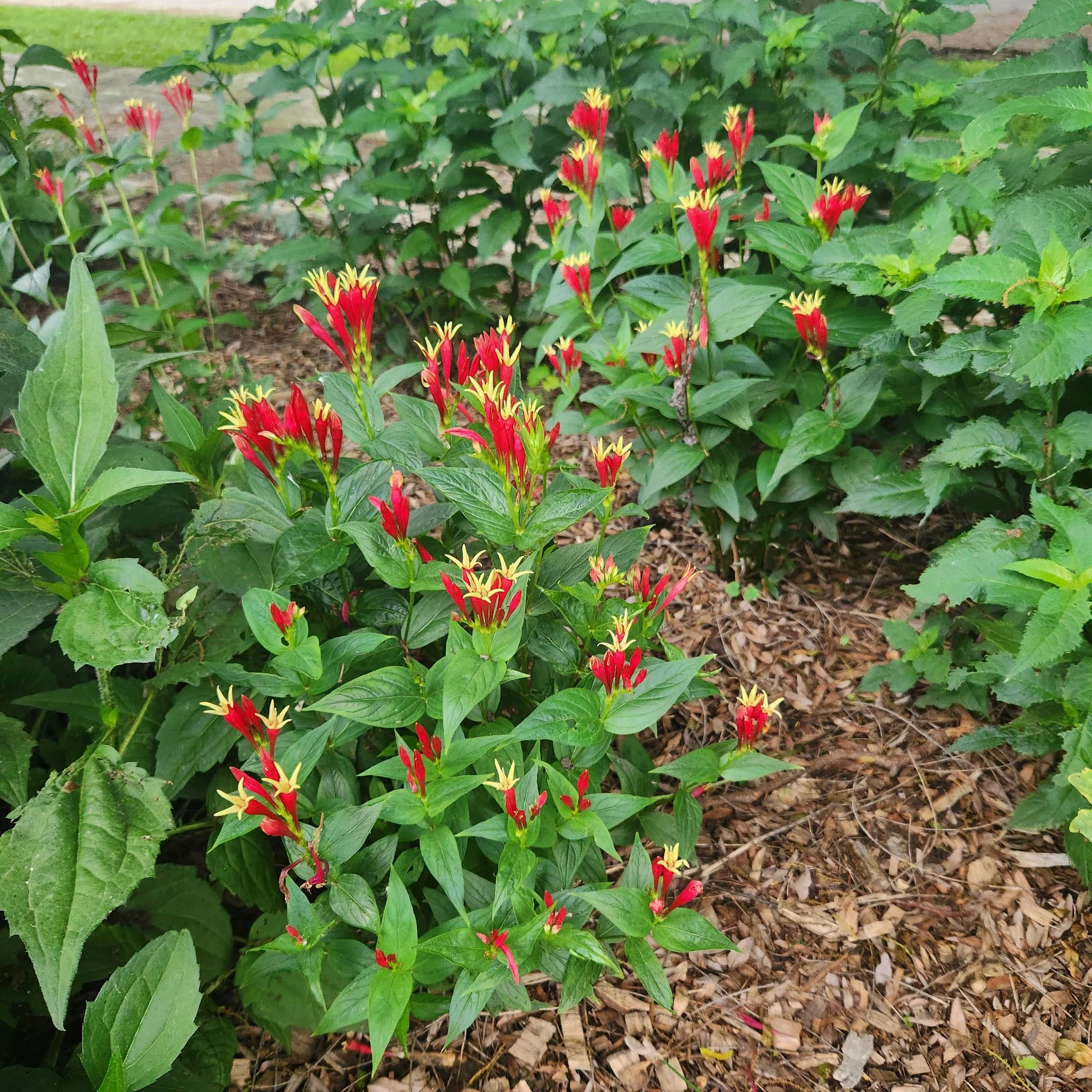 Spigelia marilandica, Indian Pink, Quart pot