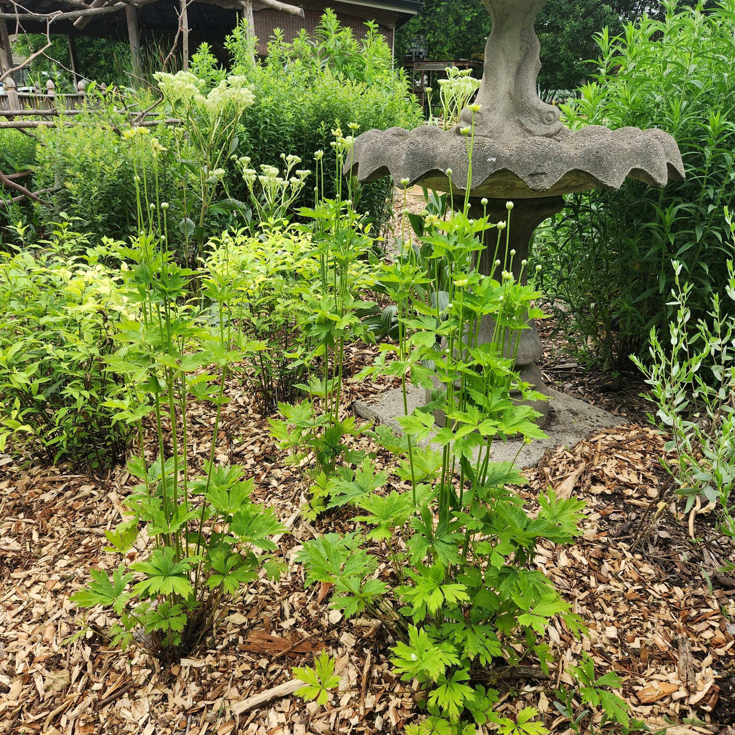 Thimbleweed.jpg