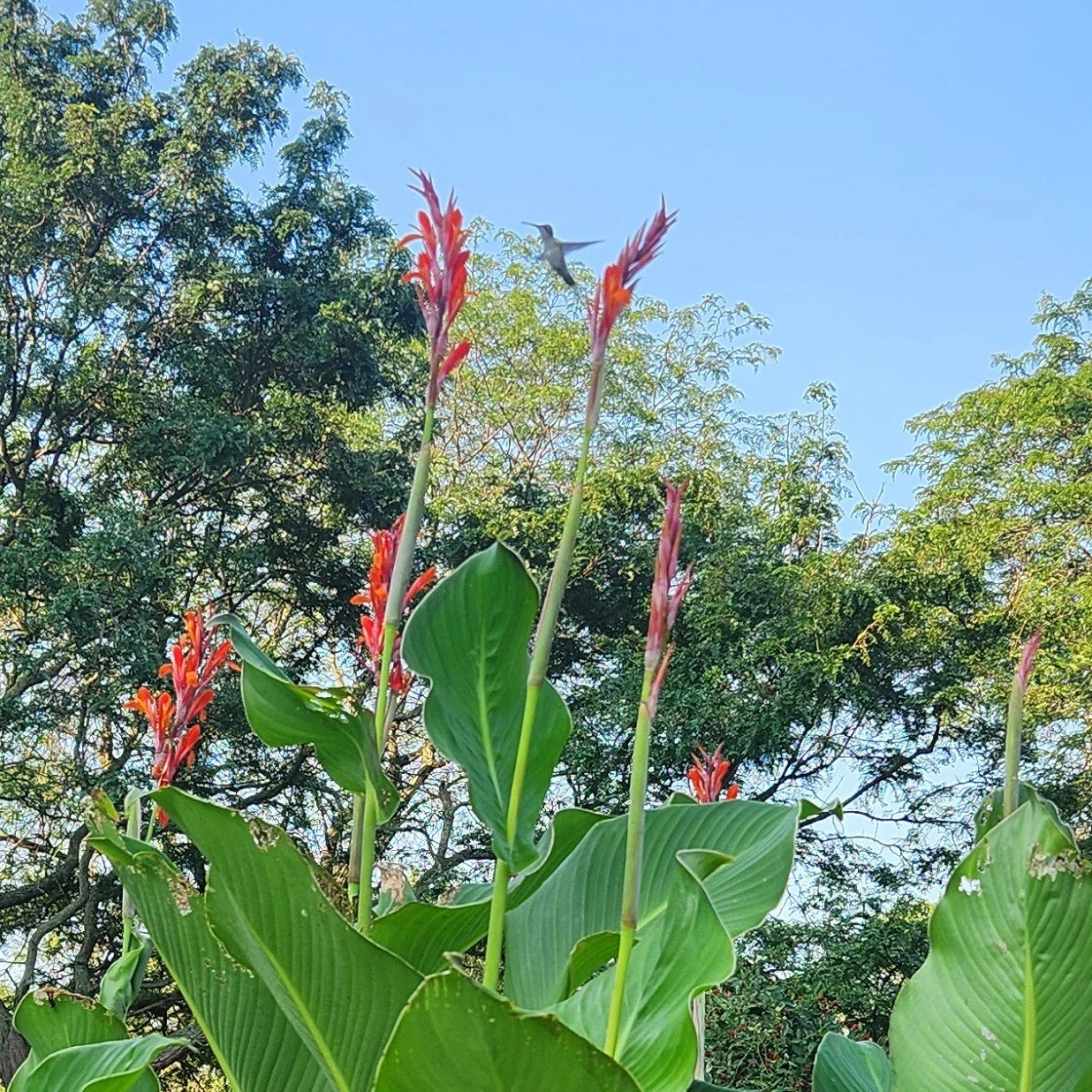 hummingbird 2025.jpg