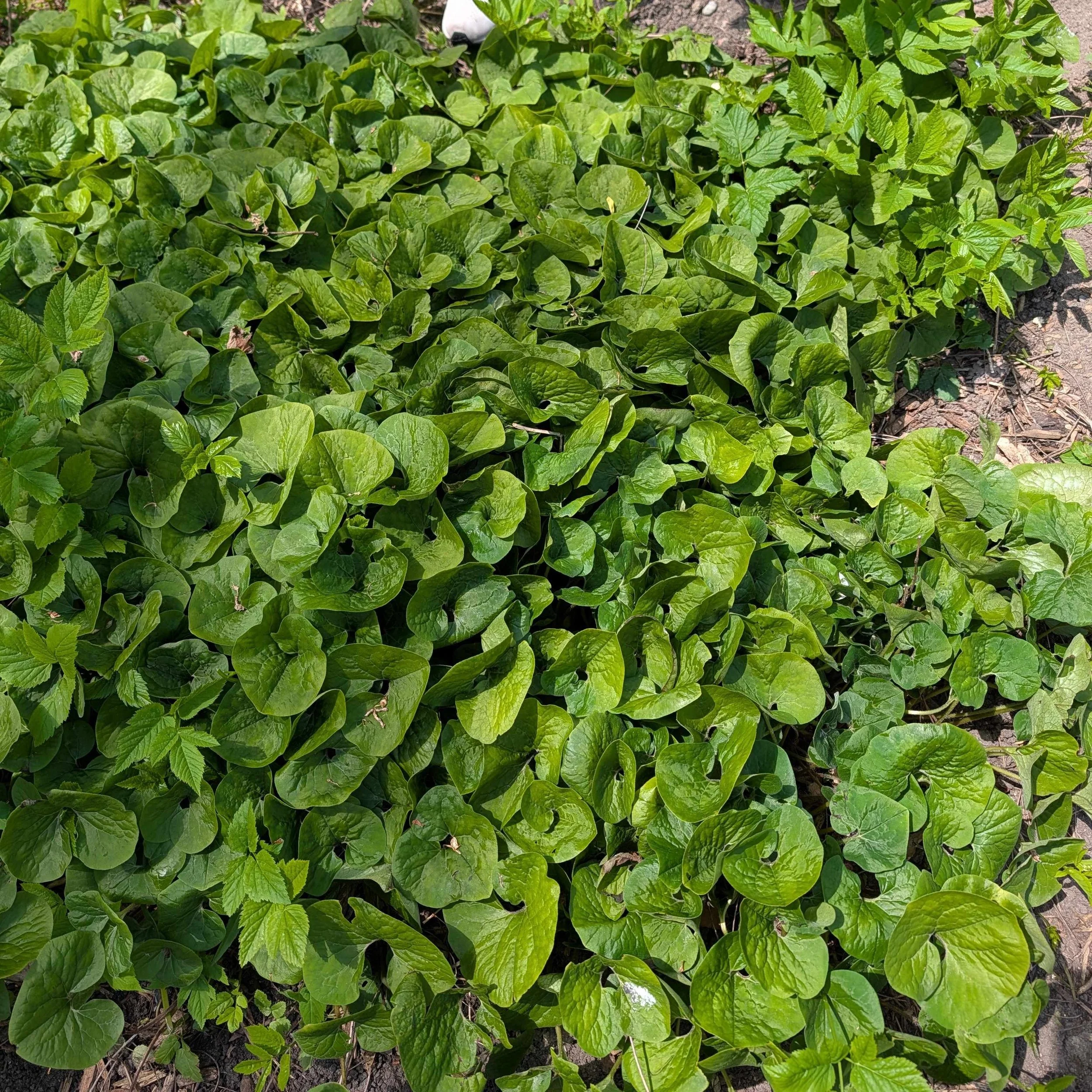 Asarum candense, Wild Ginger, Quart pot