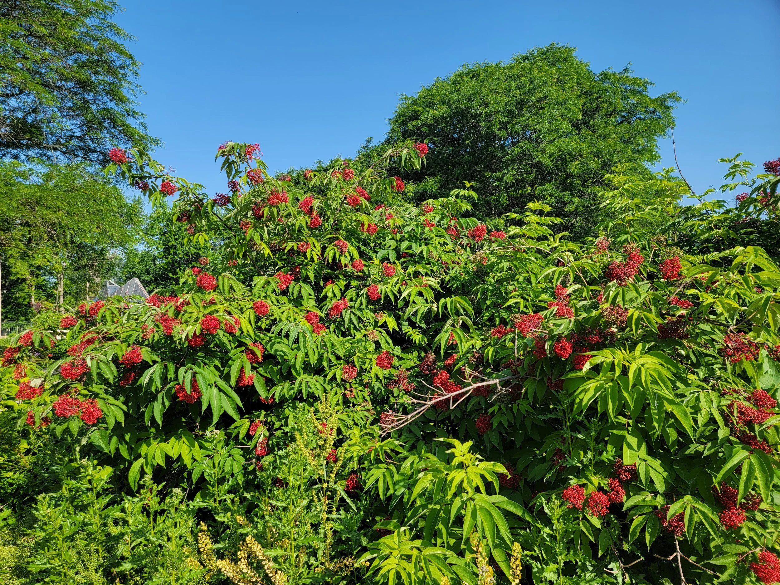 Sambucus racemosa, Red-Berried Elderberry, Gallon pot