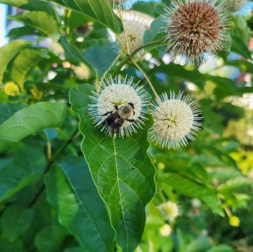 buttonbush6.jpg