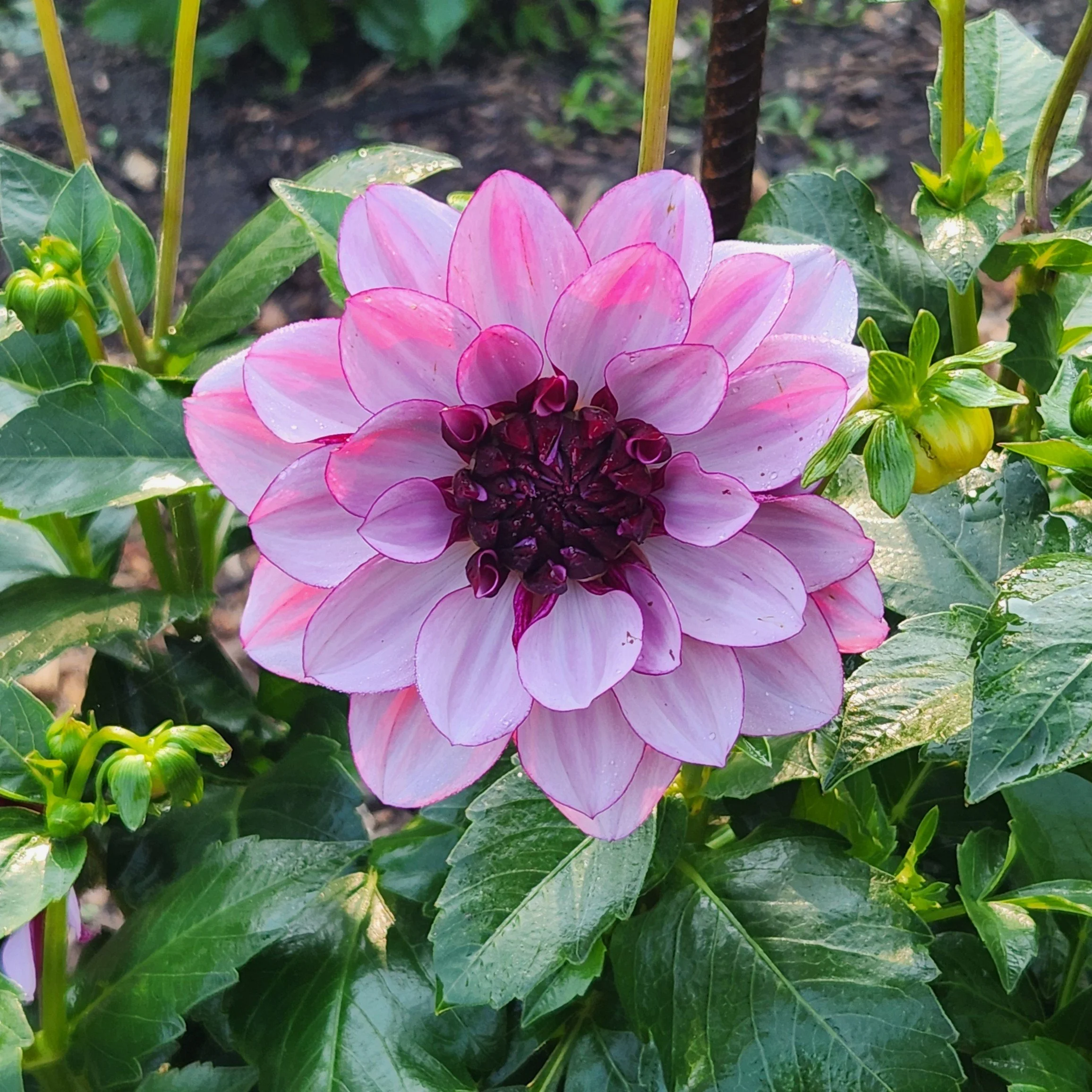 creme de cassis.jpg