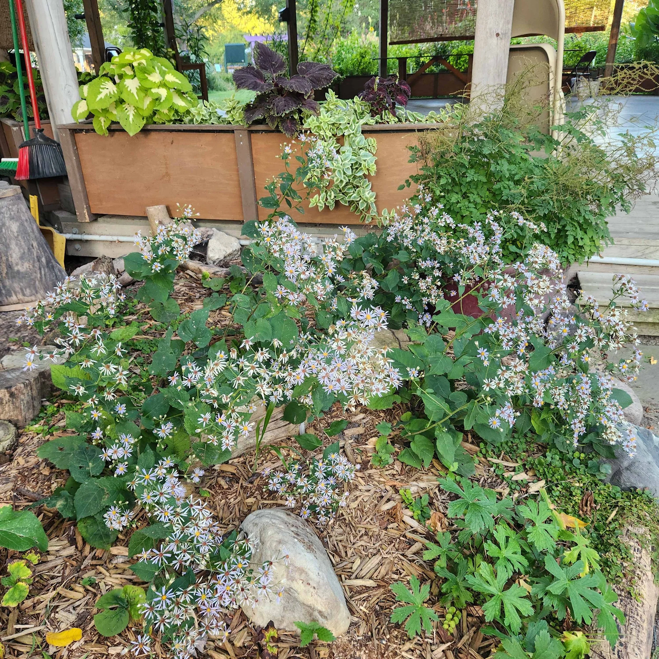 ht leaved aster2 2025.jpg