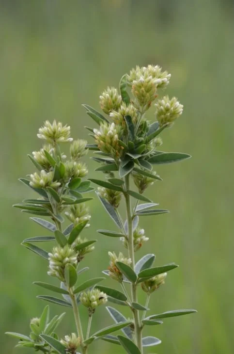 lespedeza-capitata-round-headed-bush-clover_main_483x730.jpg