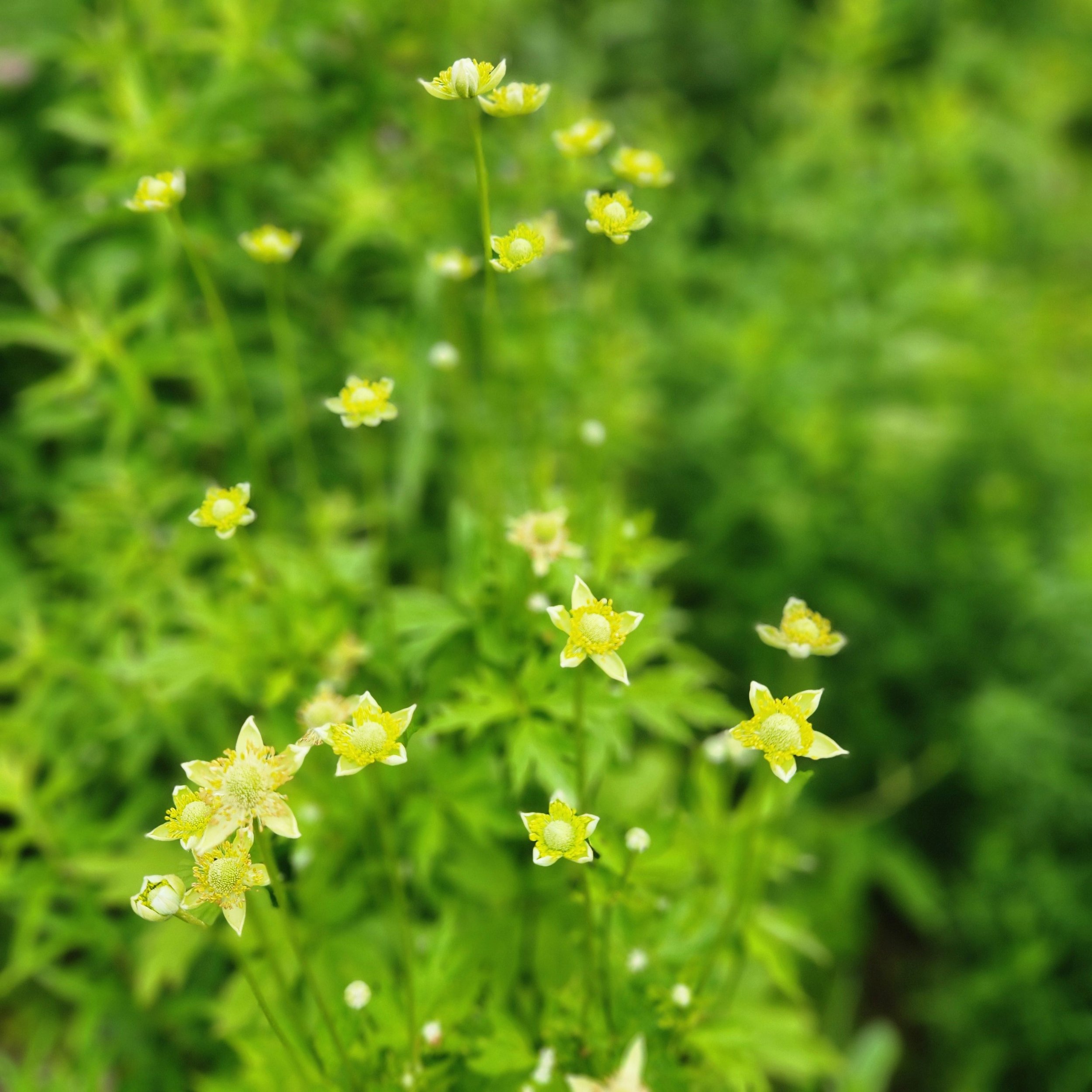 Thimbleweed3.jpg