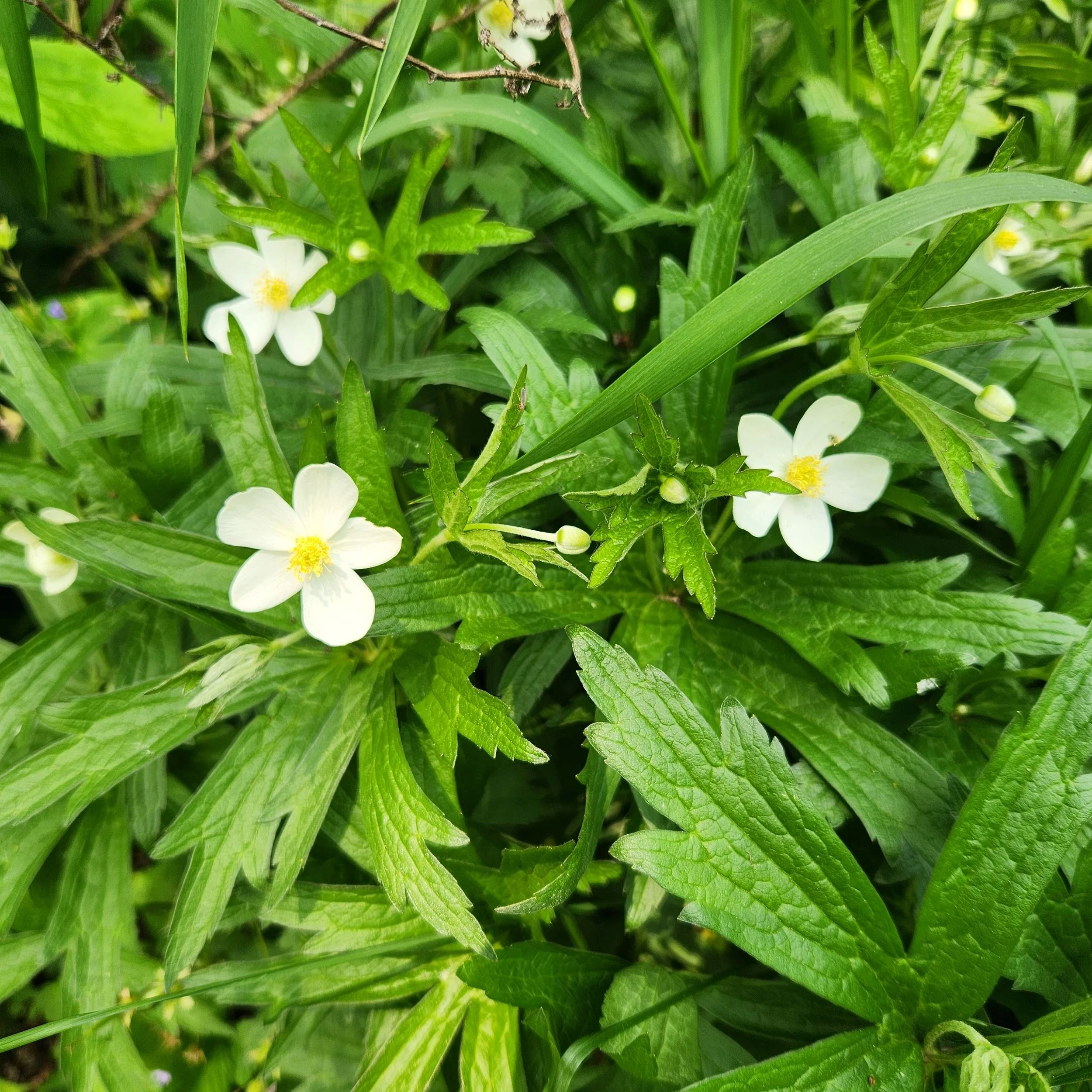 canadian anemone 2025.jpg