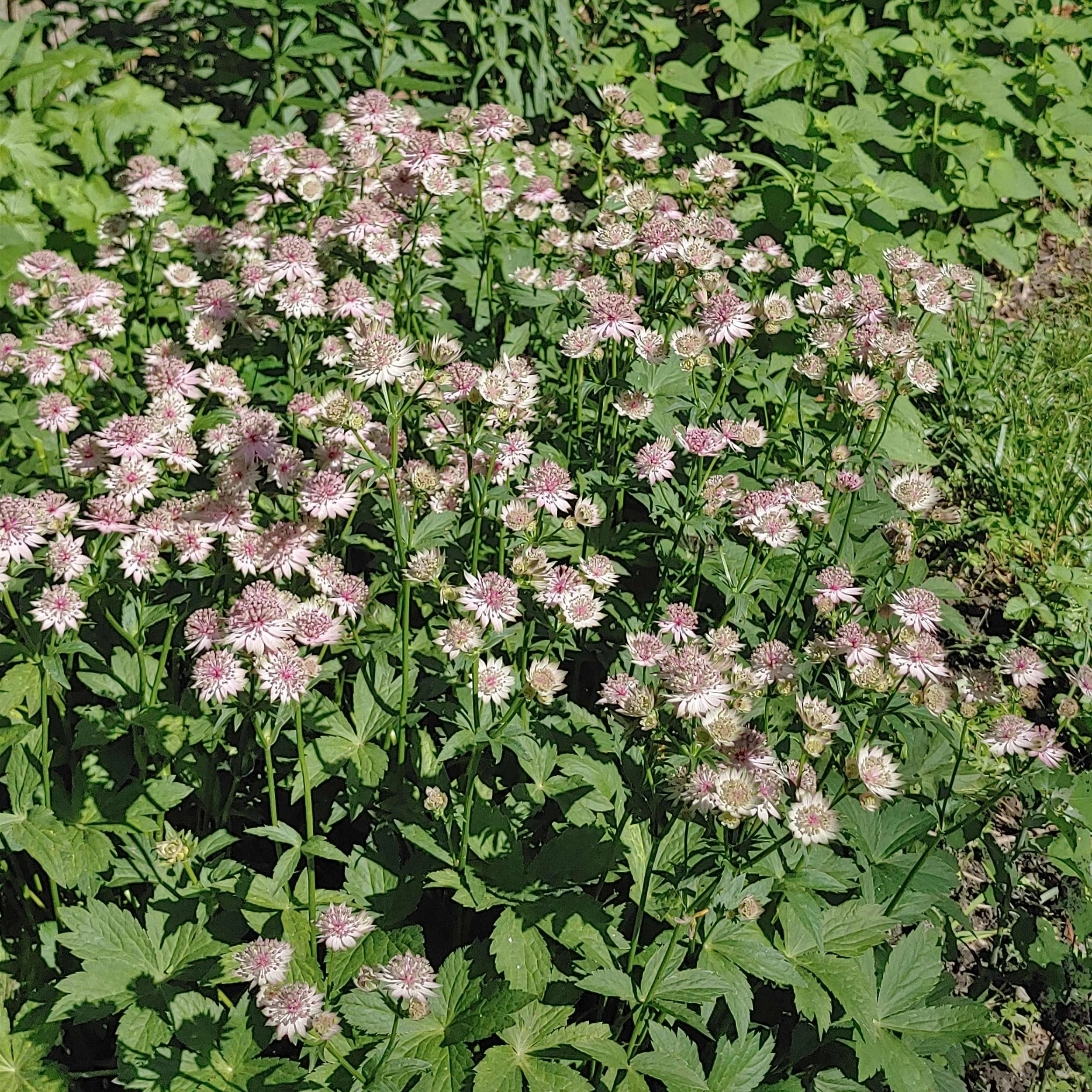 astrantia.jpg