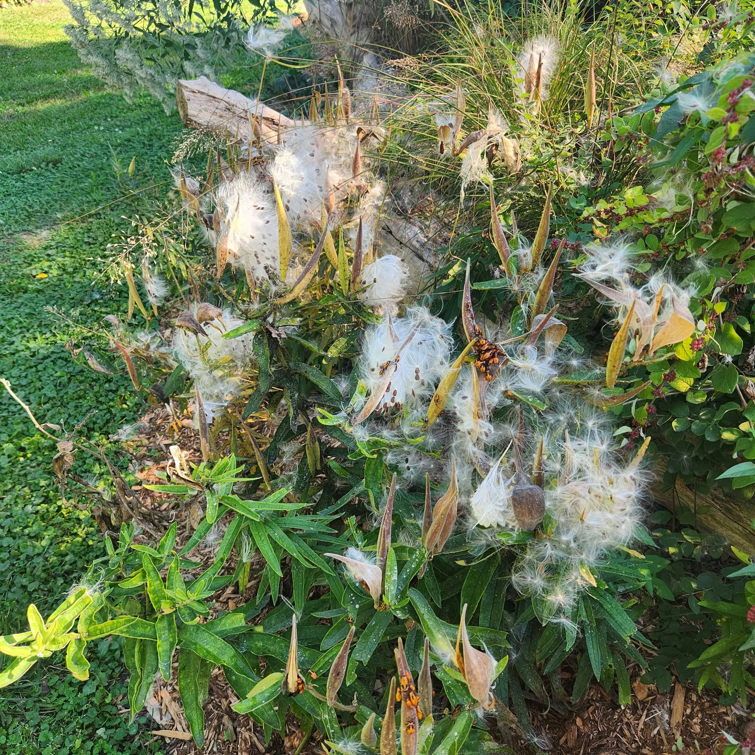 butt mweed to seed 2025.jpg