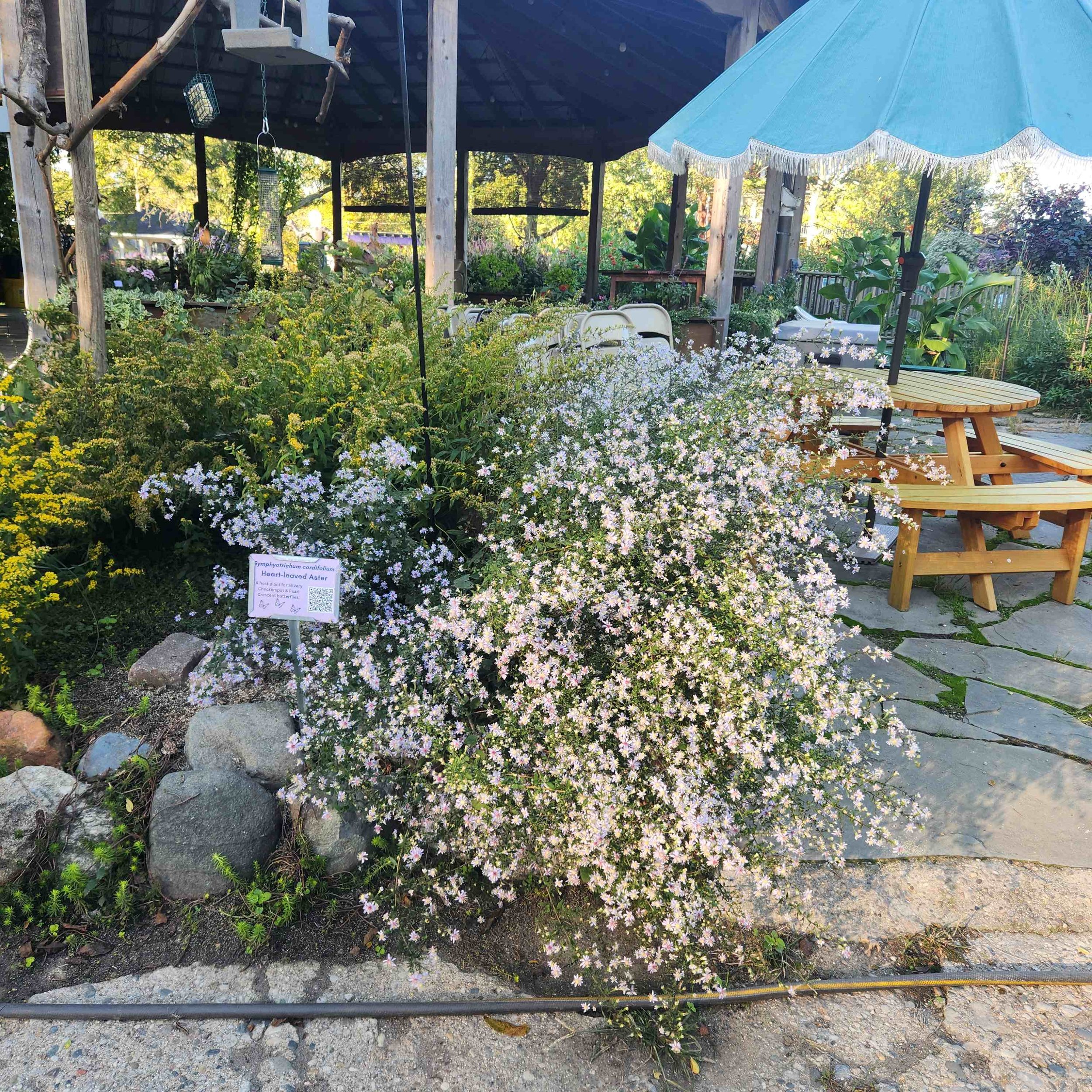 ht leaved aster 2025.jpg