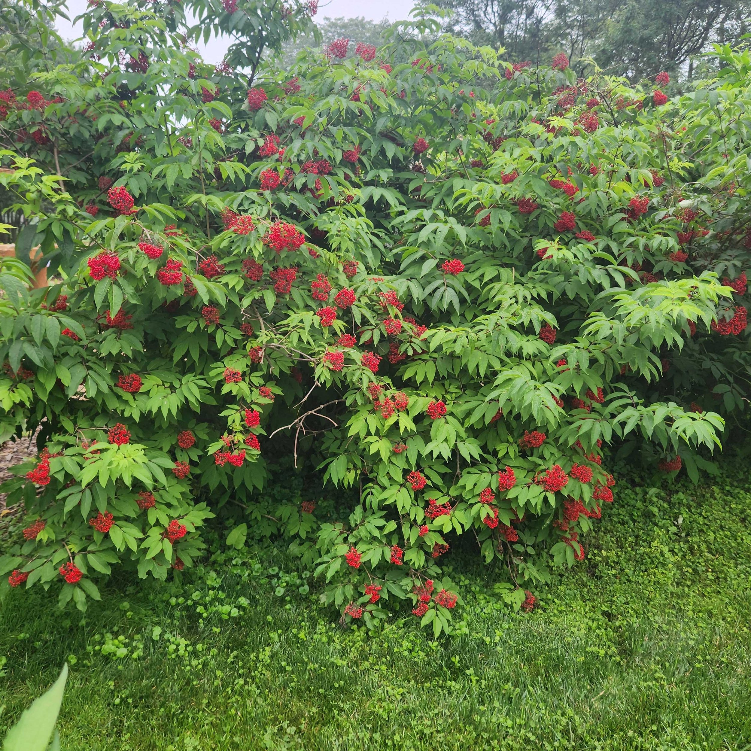 elderberry2 2025.jpg