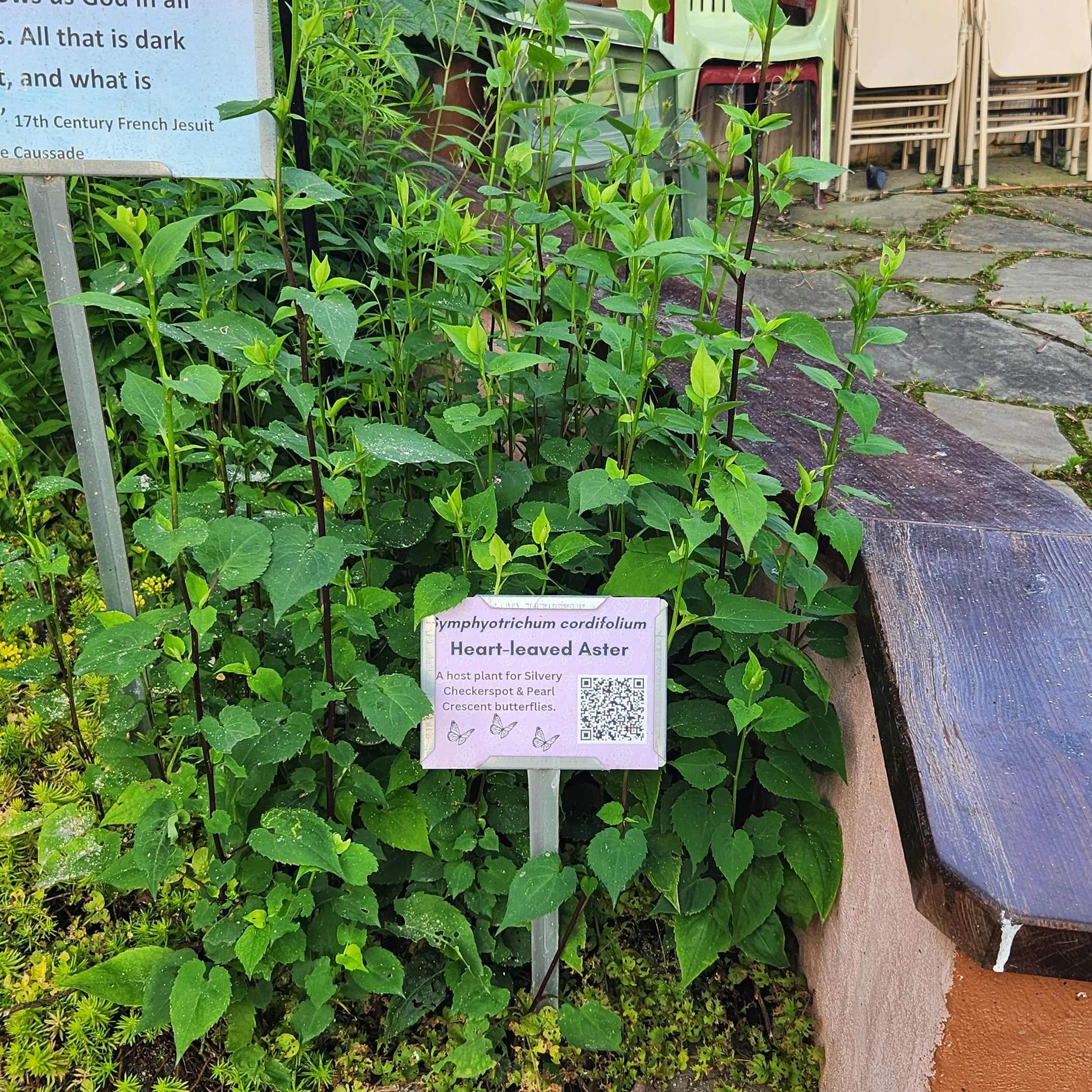 ht leaved aster4 2025.jpg