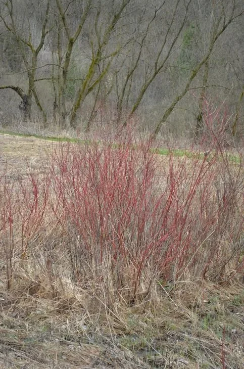 red-osier-dogwood-cormis-stolonifera-early-spring-wetland_483x730.webp