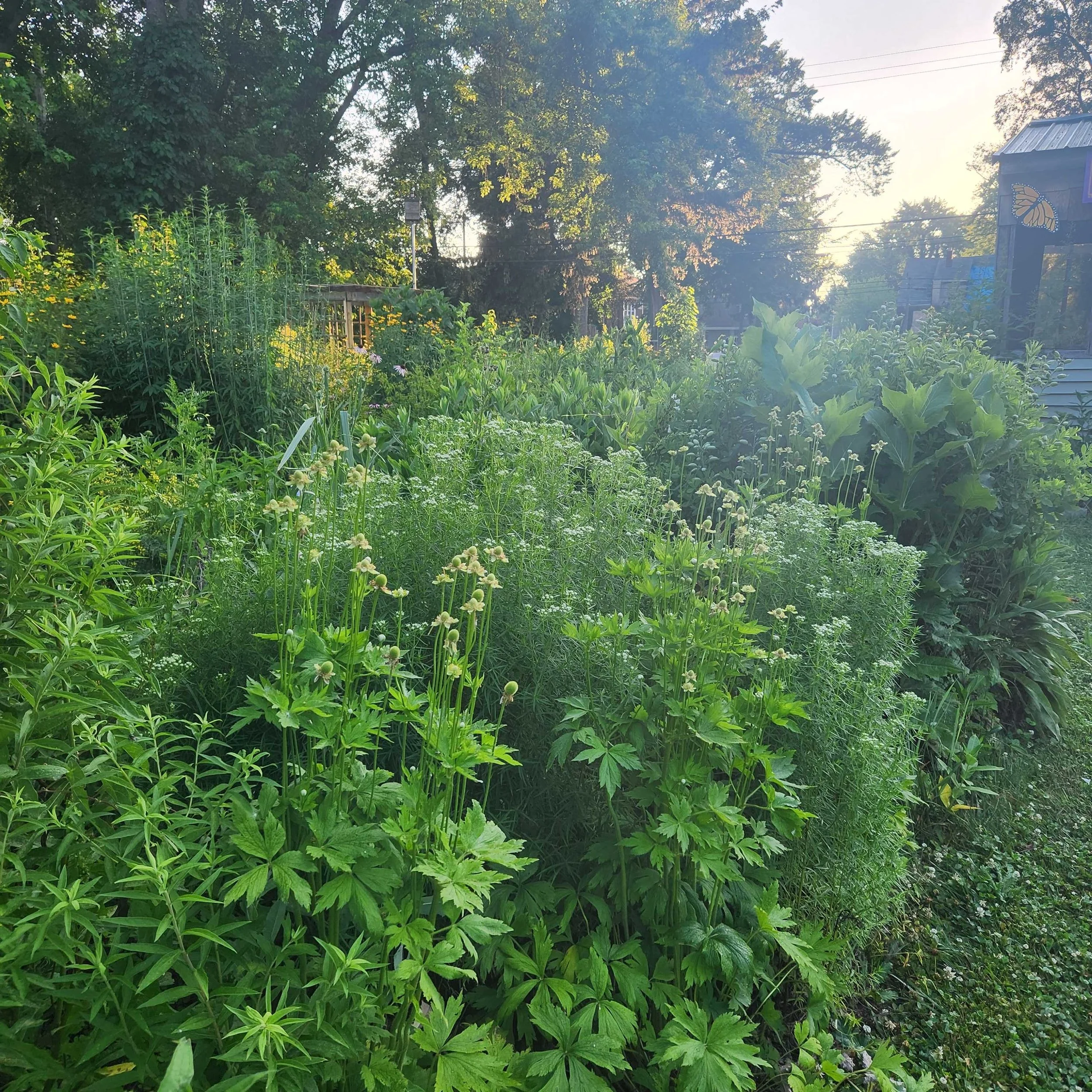 thimbleweed 2025.jpg