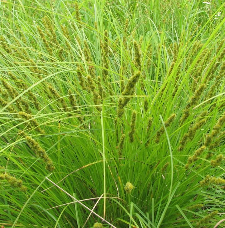 carex-vulpinoidea-brown-fox-sedge_plant_721x730.jpg