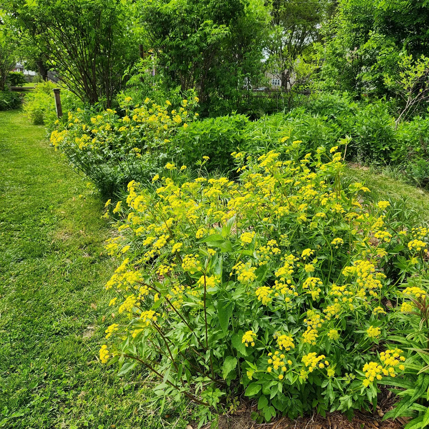 Ziza aurea, Golden Alexander  Detroit Abloom