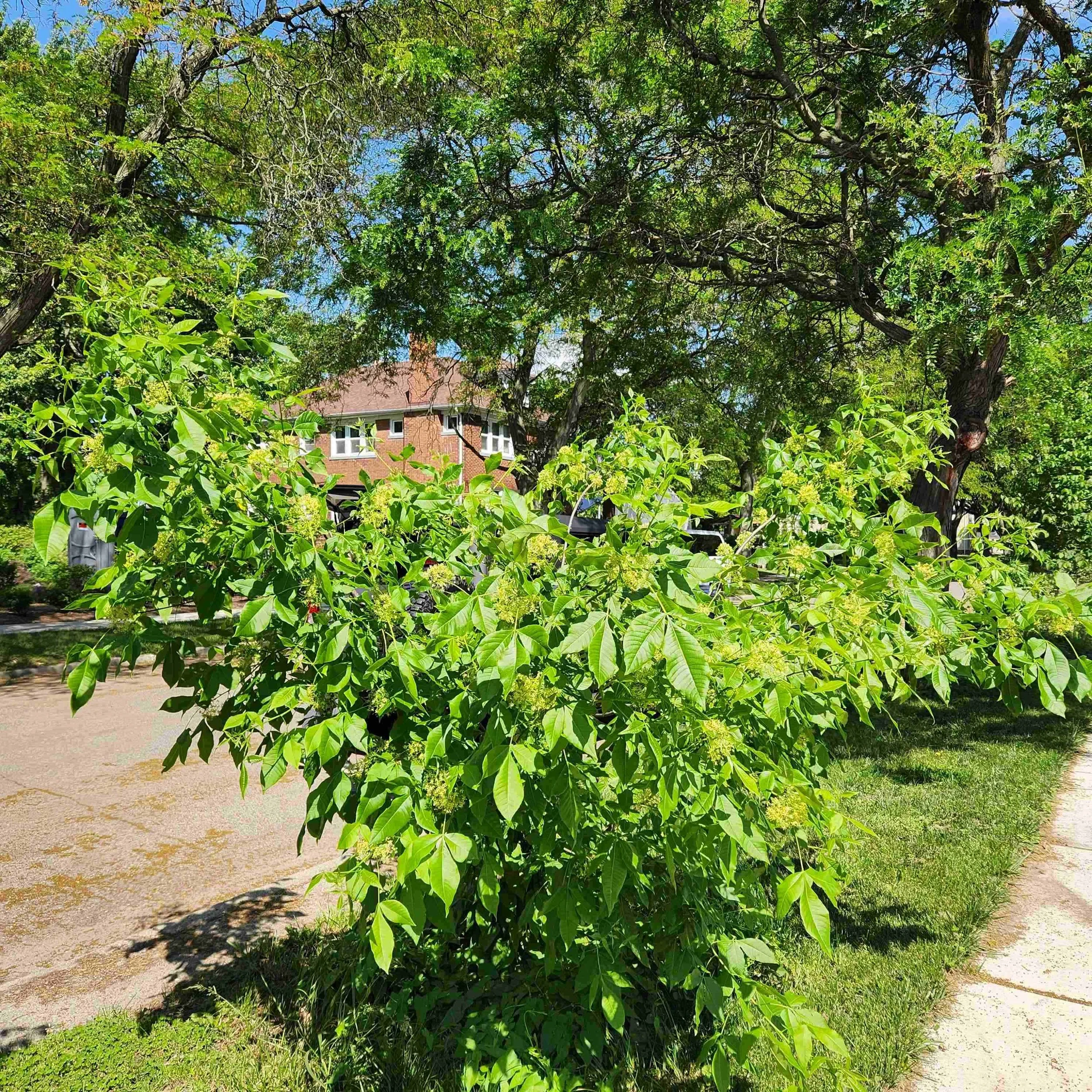 Ptelea trifoliata, Hop Tree, Gallon Pot