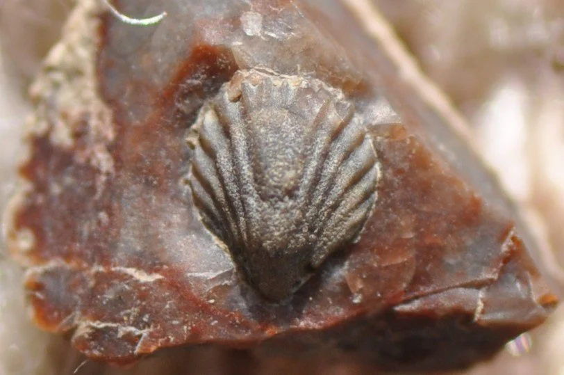 Shell Fossil