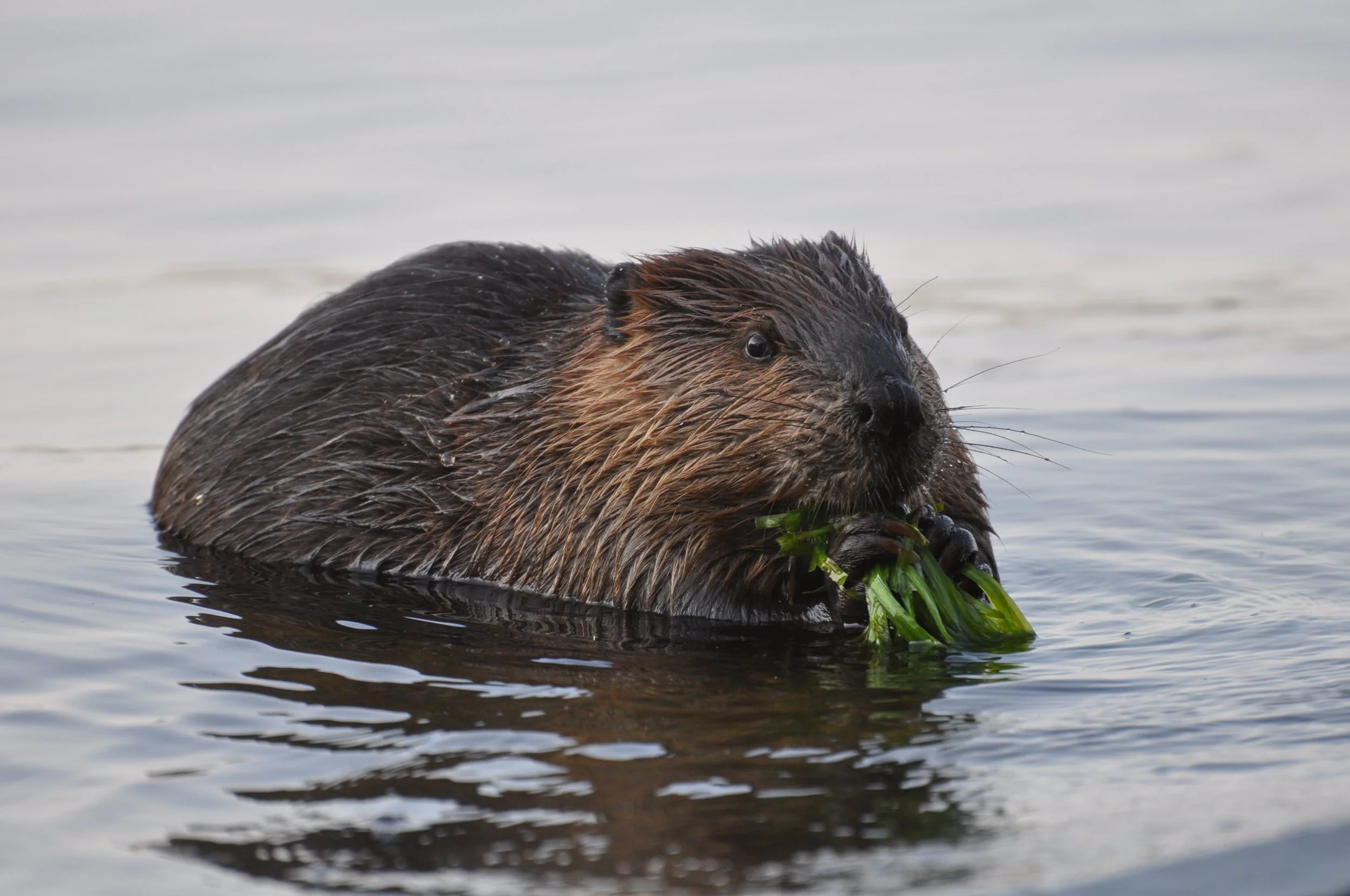 North American Beaver