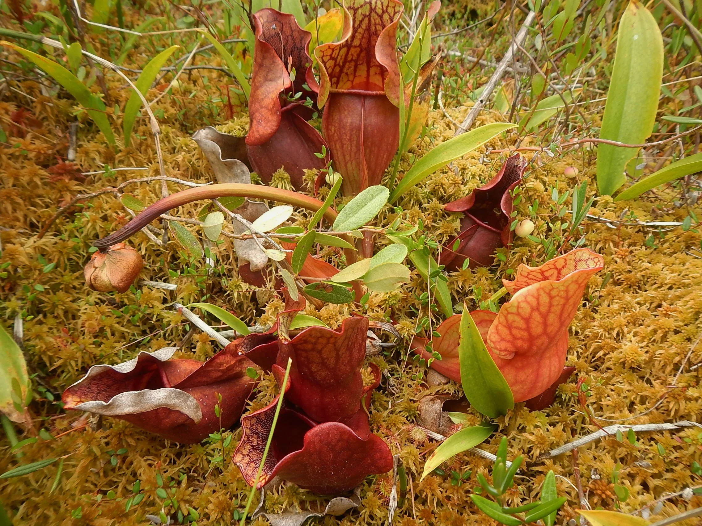 Pitcher Plant