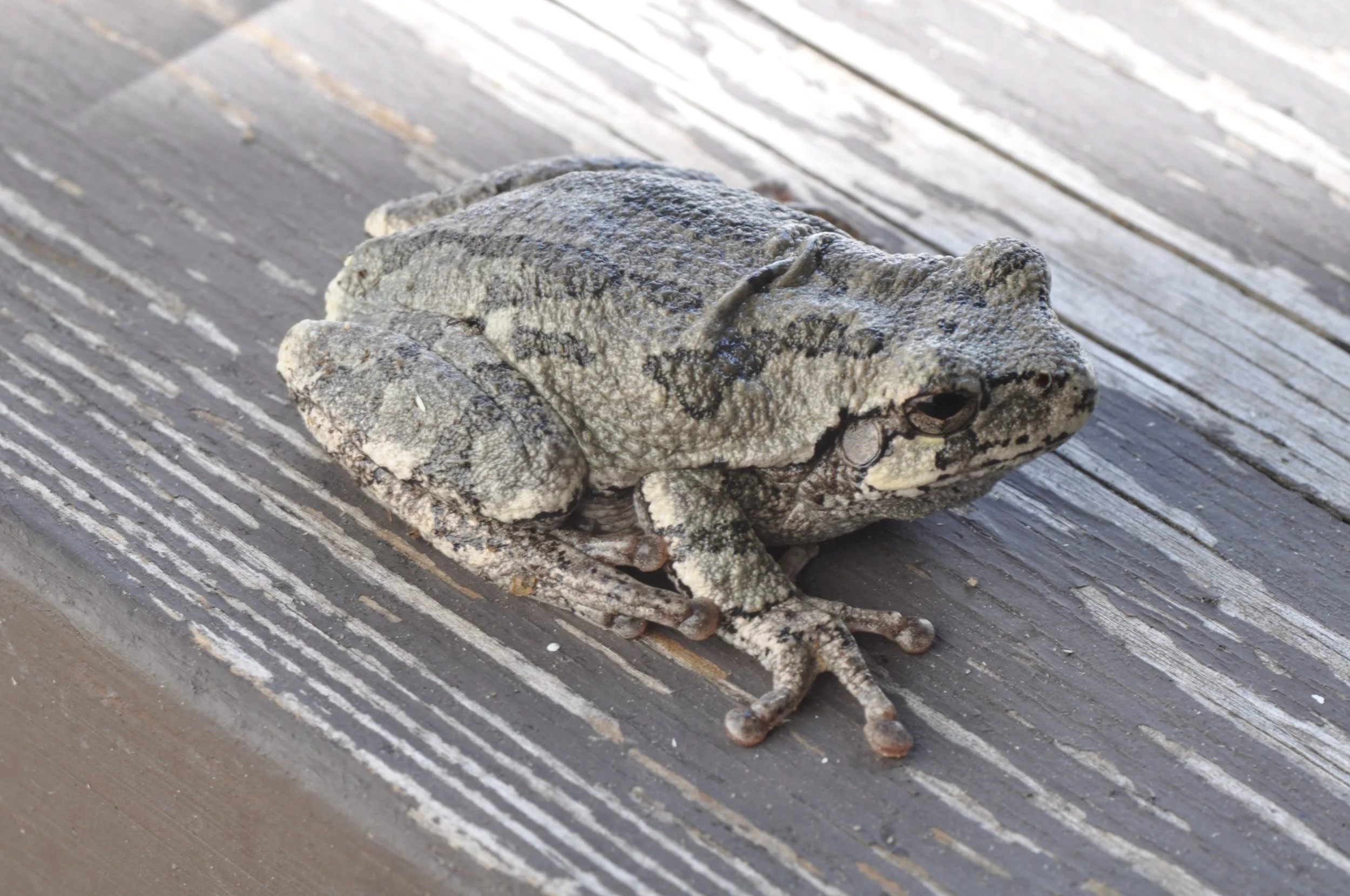 Gray Treefrog
