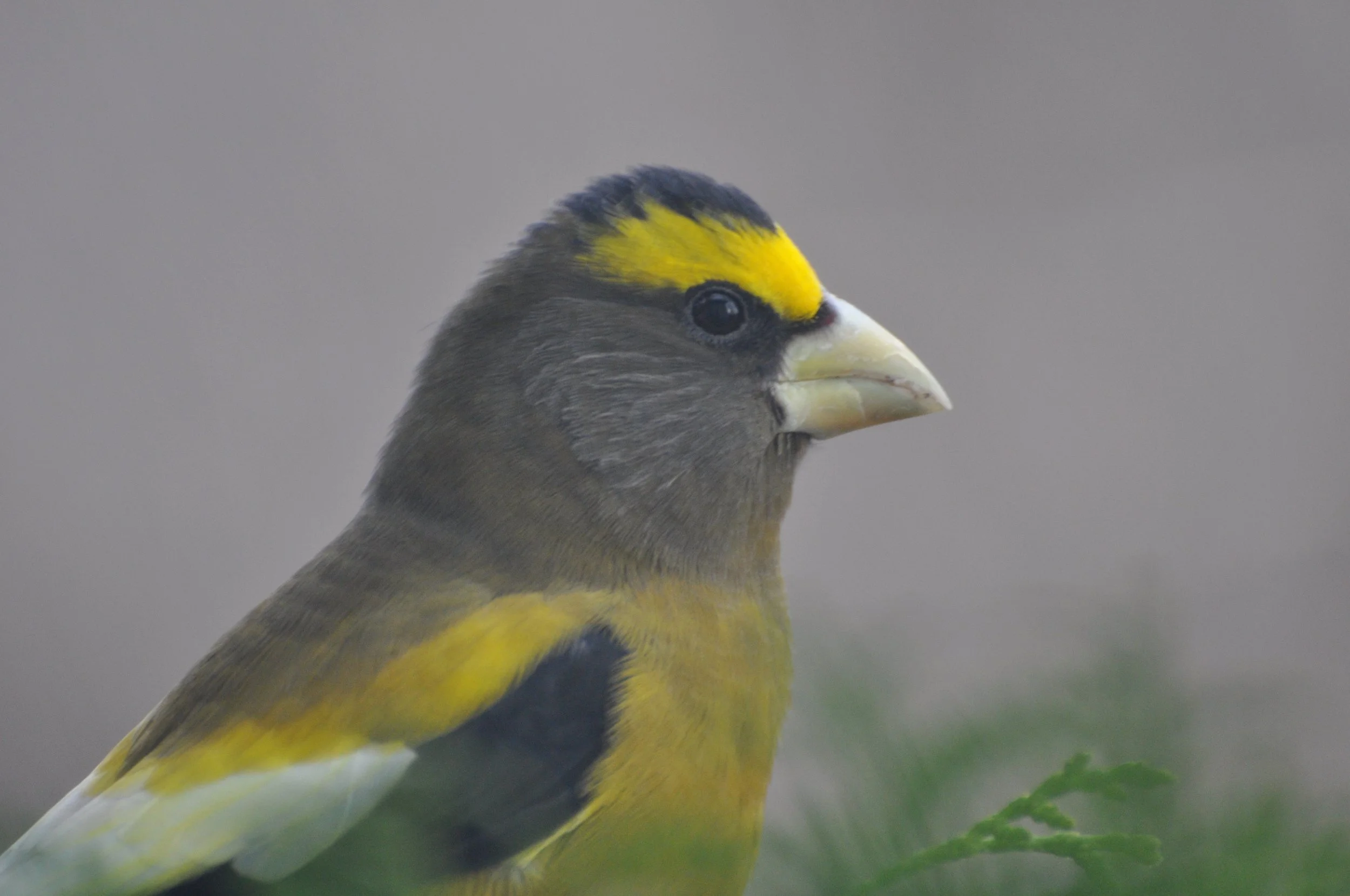 Birding Around Lac Seul