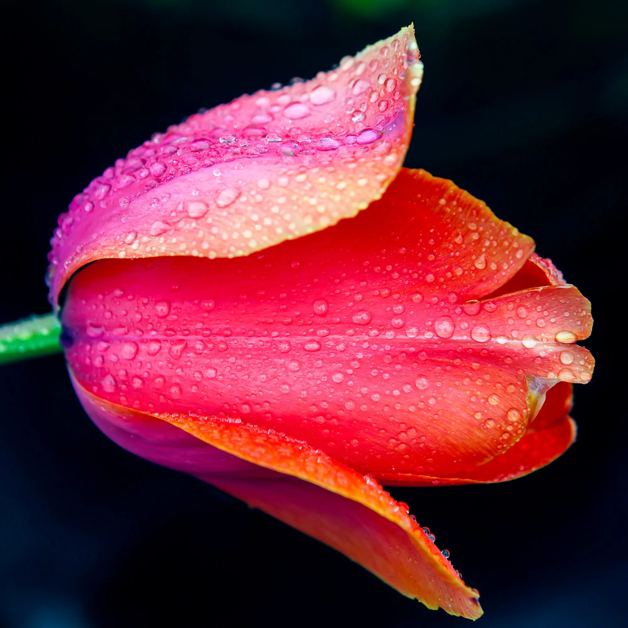 IMG_4547_Web.jpg