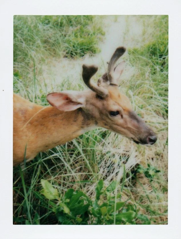 Polaroid_113.jpg