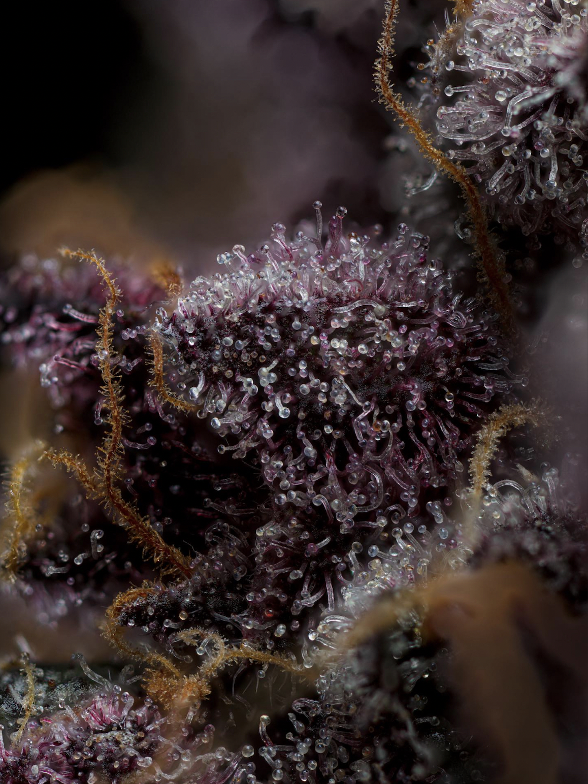 Screen Shot 2024-02-06 at 12.07.17 PM.png