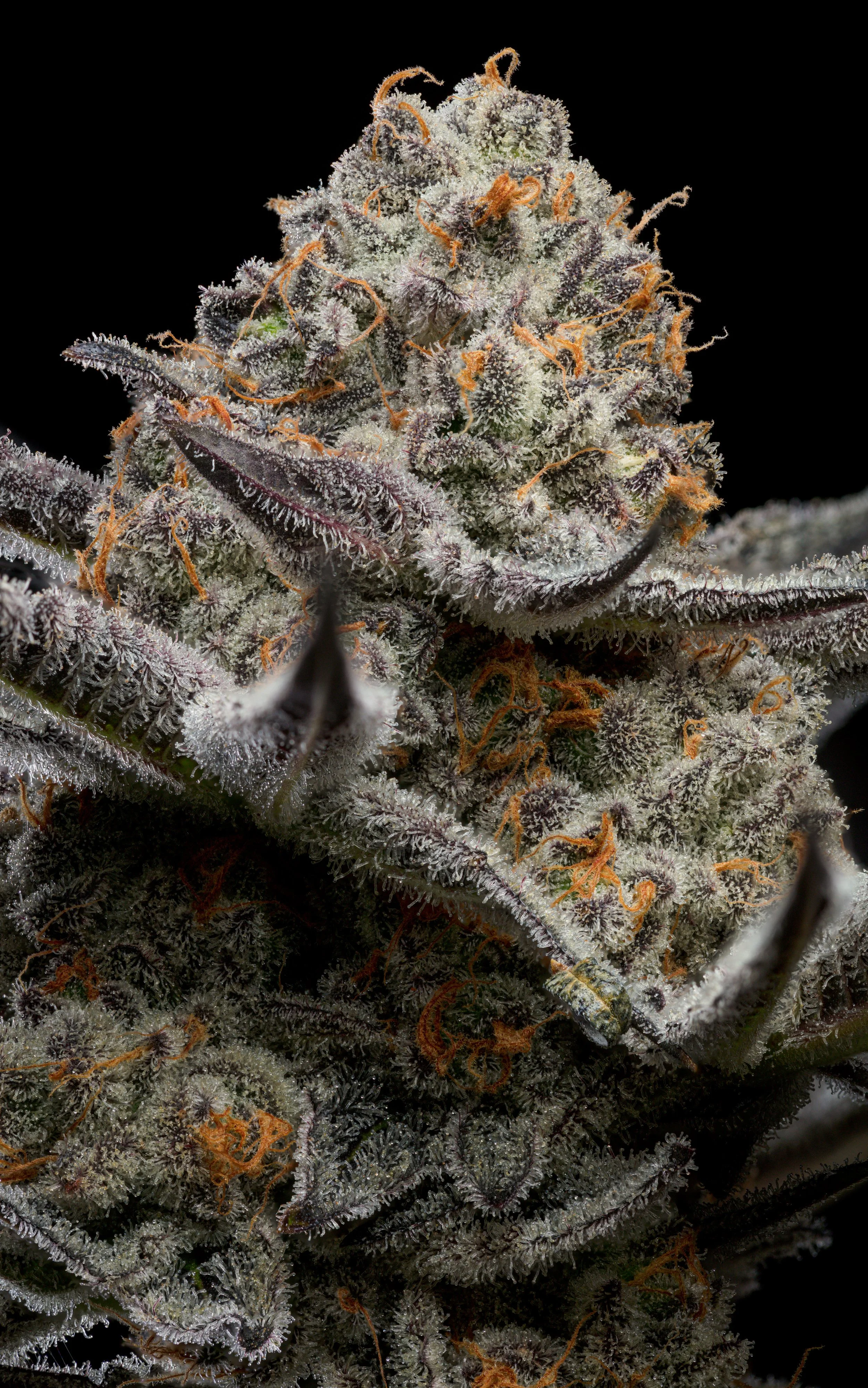 CHpunchbreathtop (1).jpg