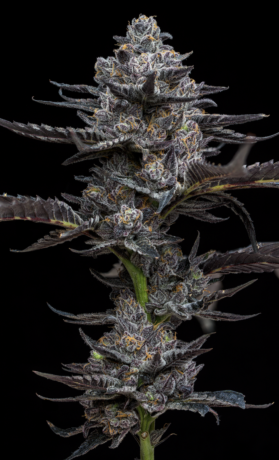 Screen Shot 2024-02-06 at 12.05.15 PM.png