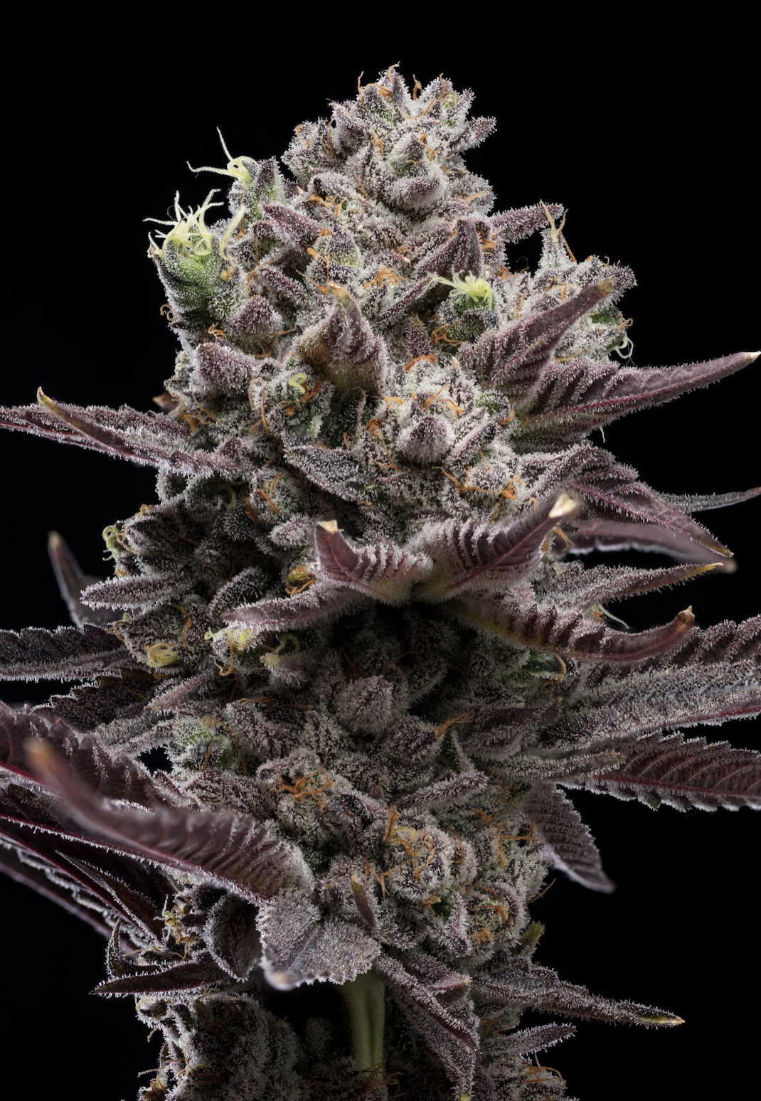 Screen Shot 2024-02-06 at 12.05.55 PM.png