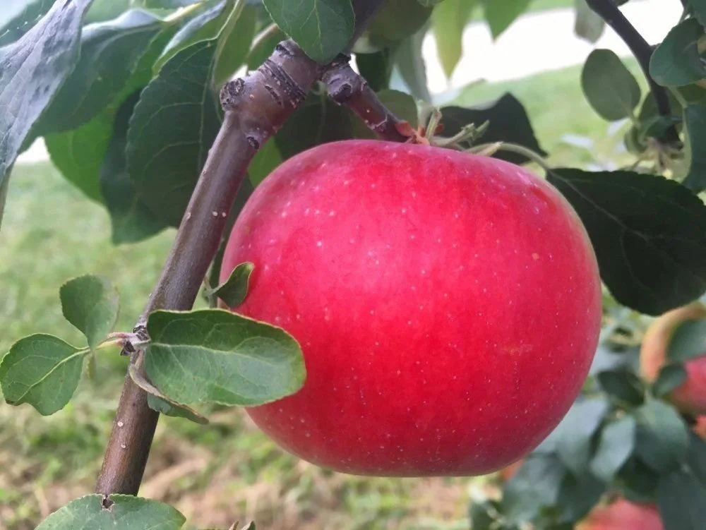 Apple Varietals — Ecker's Apple Farm