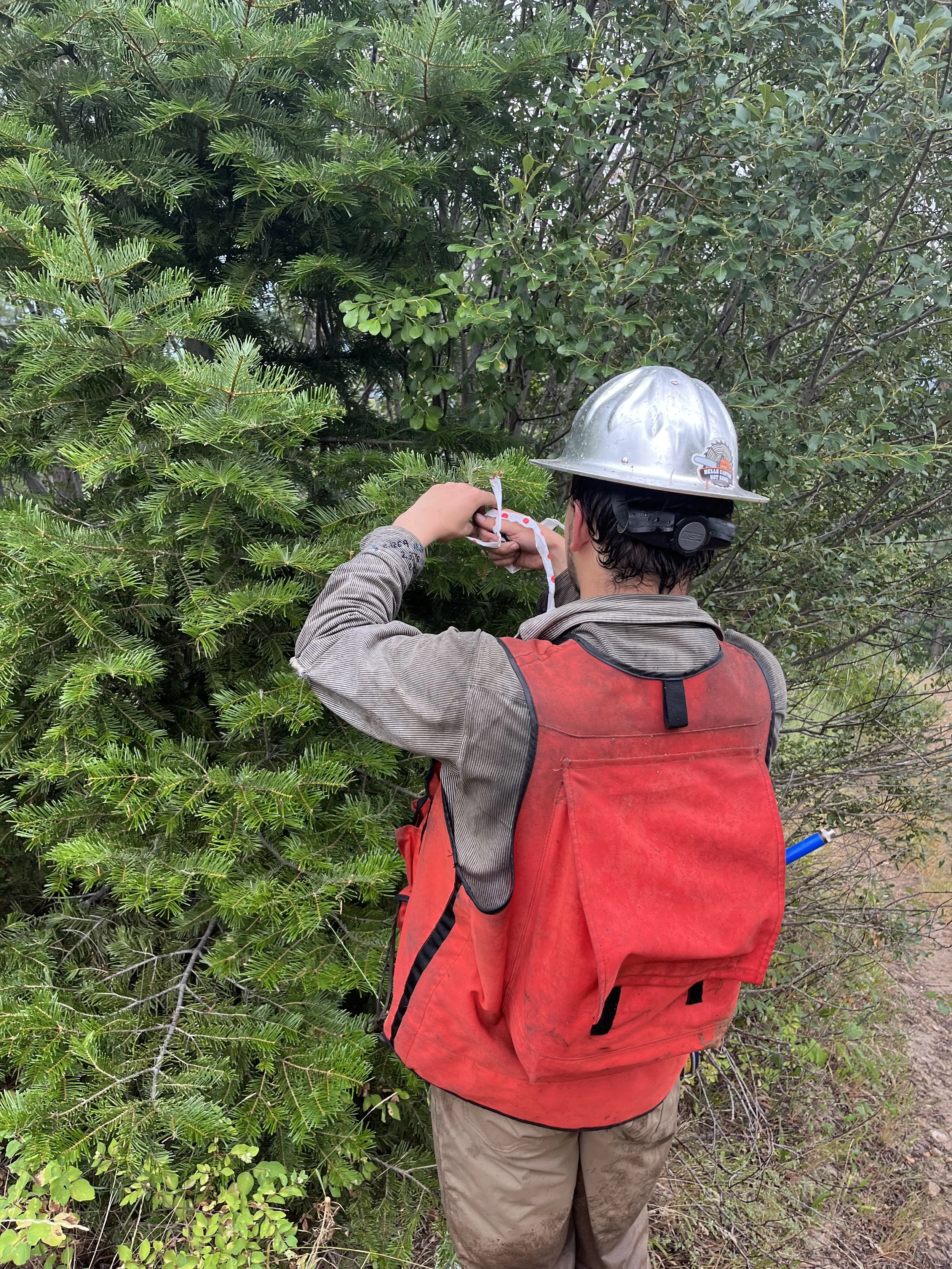 Man in a hardhat and visibility vest working on a  tree