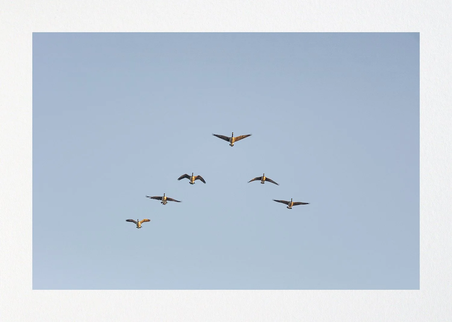 047 Issue 006 Geese Flying Emon Hassan | emonhassan.com 000.jpg