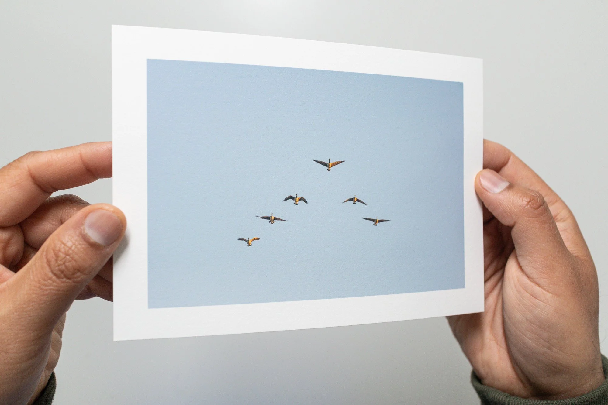 047 Issue 006 Geese Flying Emon Hassan | emonhassan.com 003.jpg