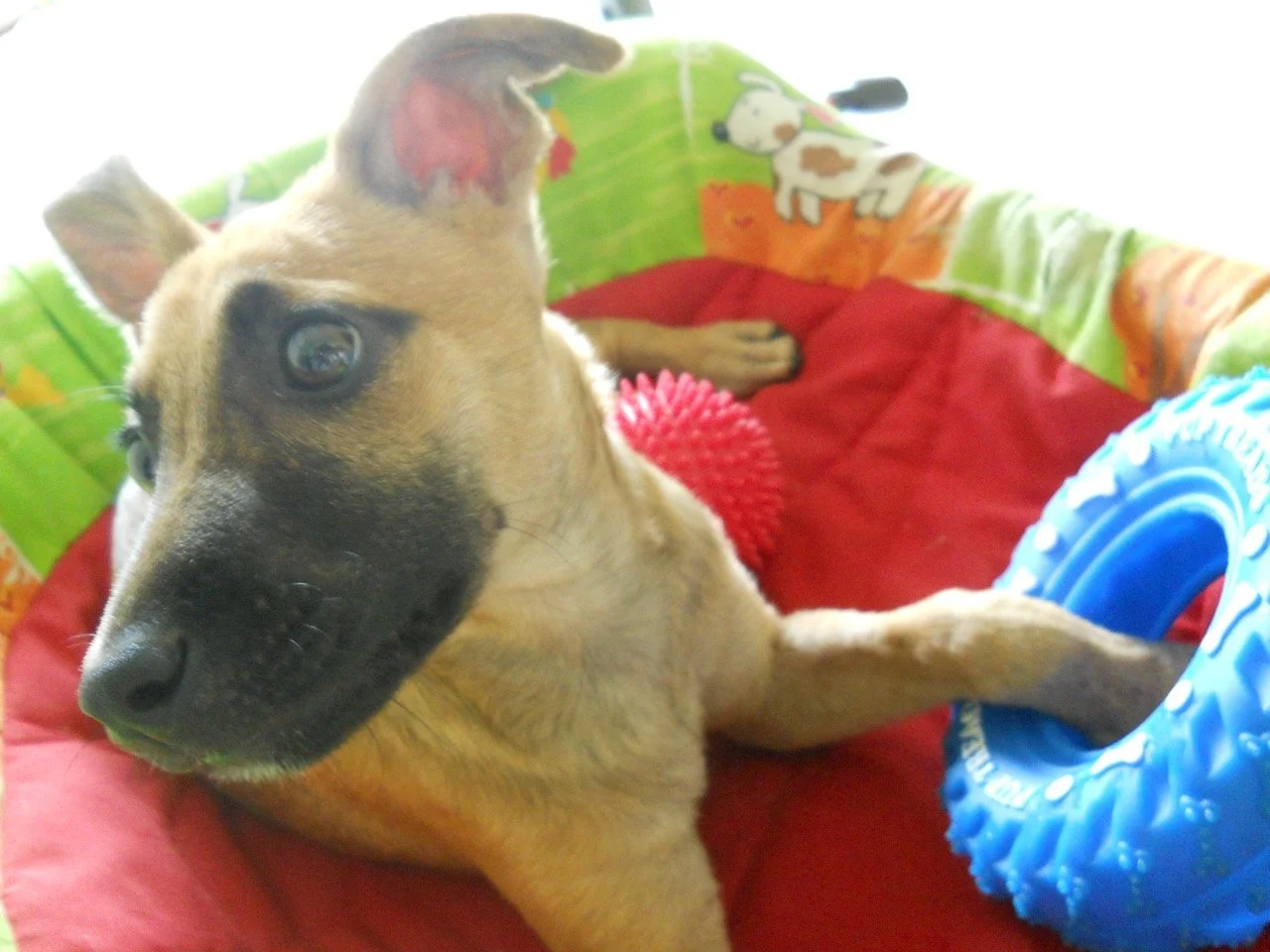 Noviembre, 2011
(San José Villanueva, El Salvador)