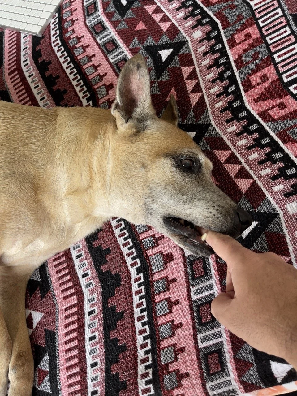 Octubre, 2022 (Santa Tecla, El Salvador)