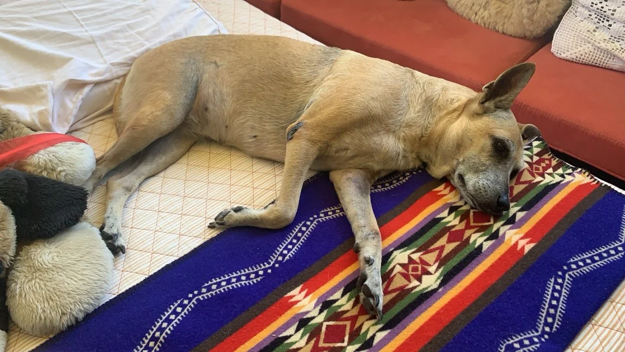 Abril, 2021 (San José Villanueva, El Salvador)