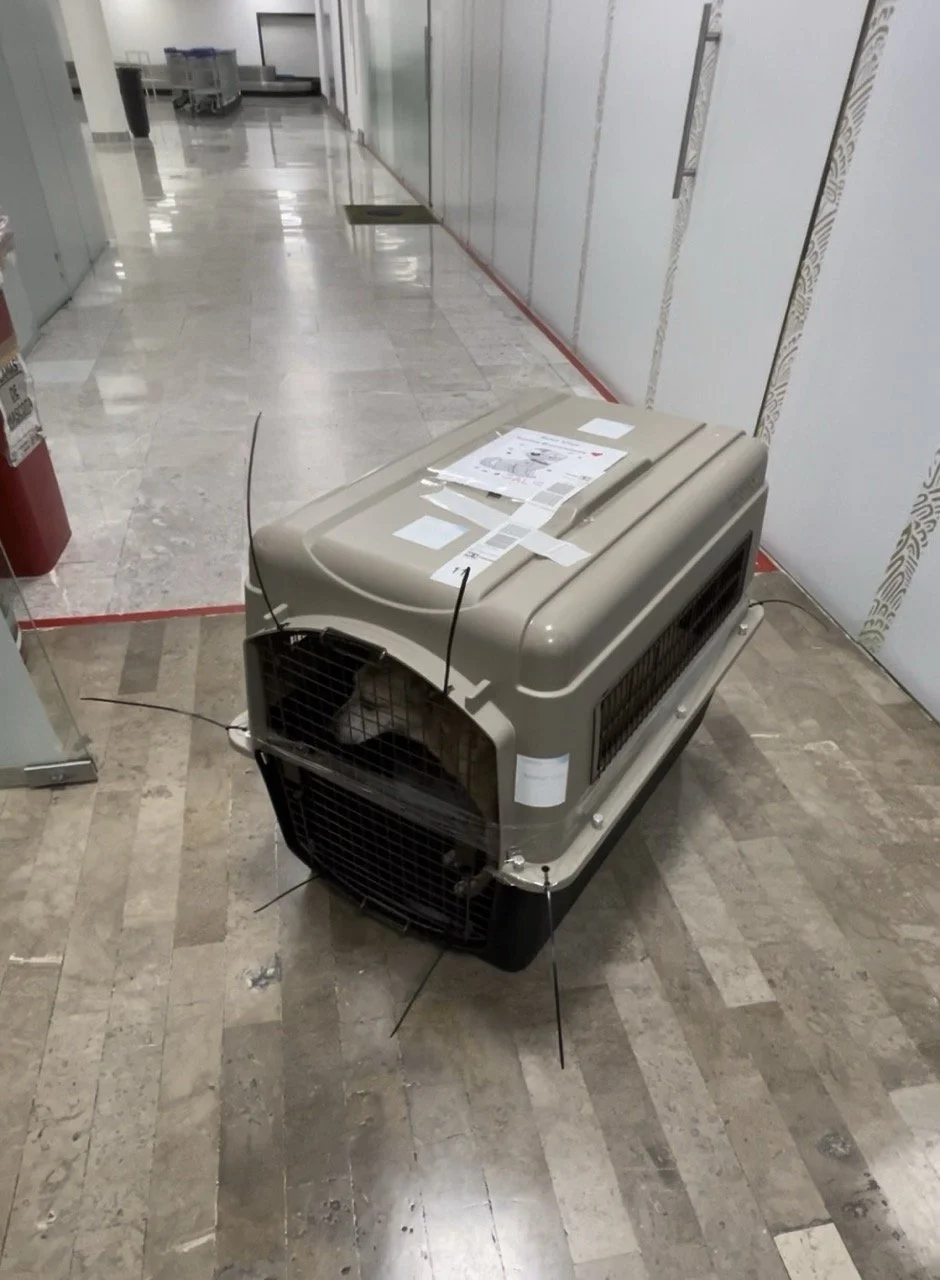December, 2022 (Mexico City Airport) Karma was getting impatient, and we could not contain our joy when we finally were able to let her out of her kennel. She was just as happy to be reunited with us. We gave karma a snack and some water and then pro