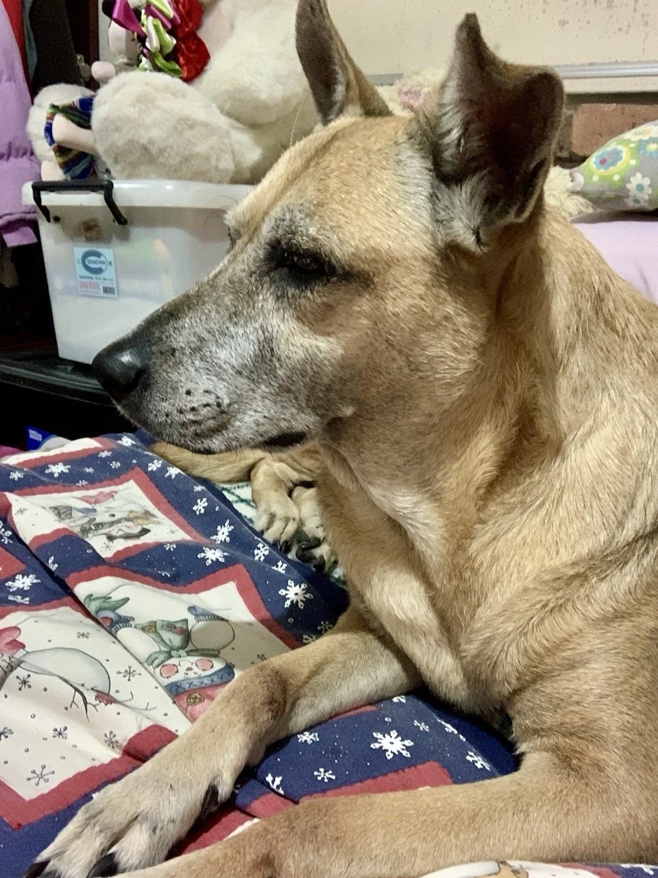 Diciembre, 2020 (San José Villanueva, El Salvador)