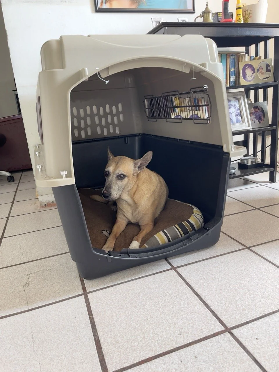 Abril, 2022 (Santa Tecla, El Salvador)
Eventually, we put the top on, but no door. We would leave surprises for her to find inside the box whenever she stepped out  (sausages, chicken, beef jerky).
